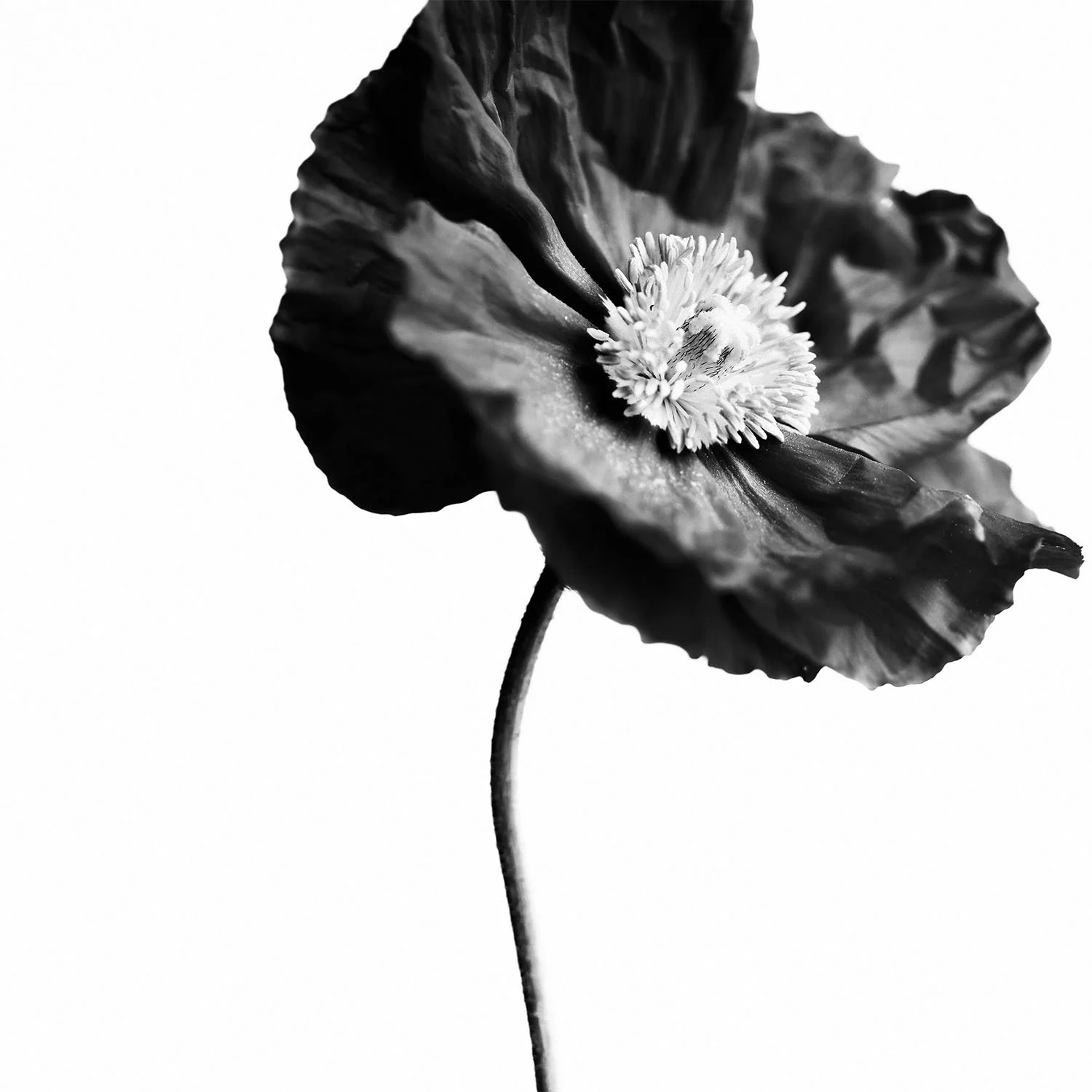 Close-up of a poppy in black and white fine art photography by Vera Gosic