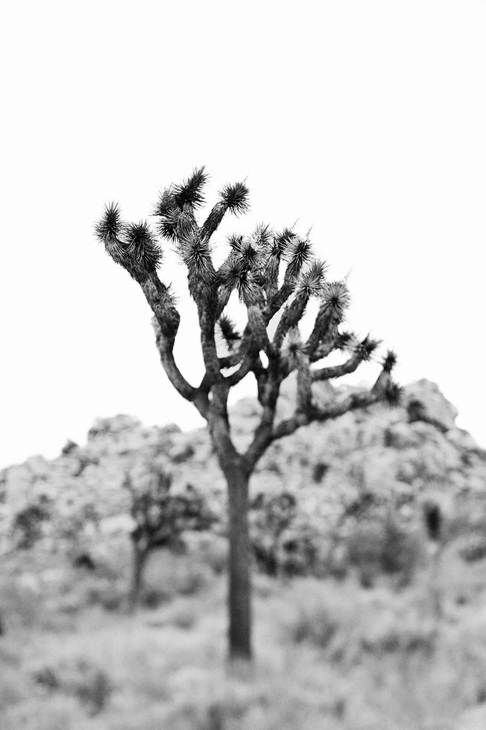 joshua-tree-photography-black-white.jpg