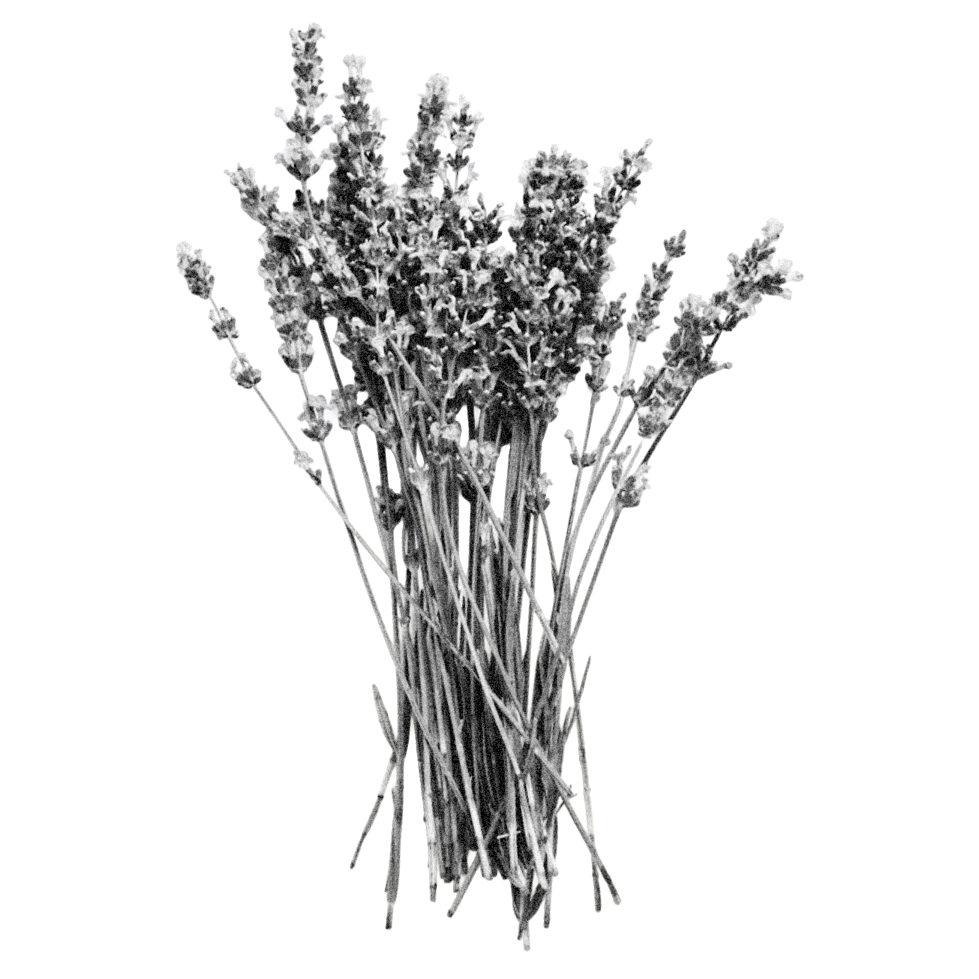 Black and white photograph of a lavender flower symbolizing confidence, growth, and personal transformation