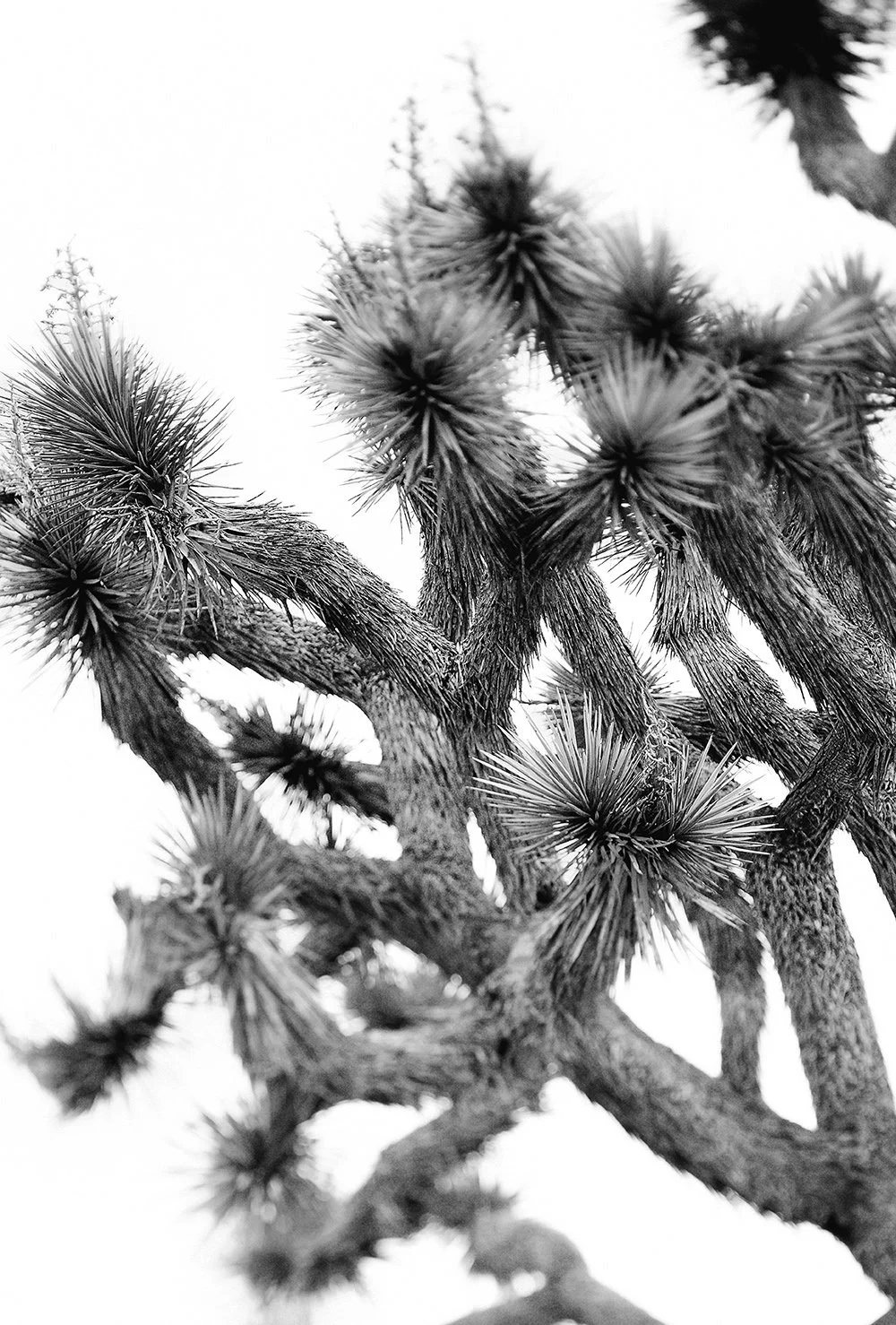 joshua-tree-black-white-photography.jpg