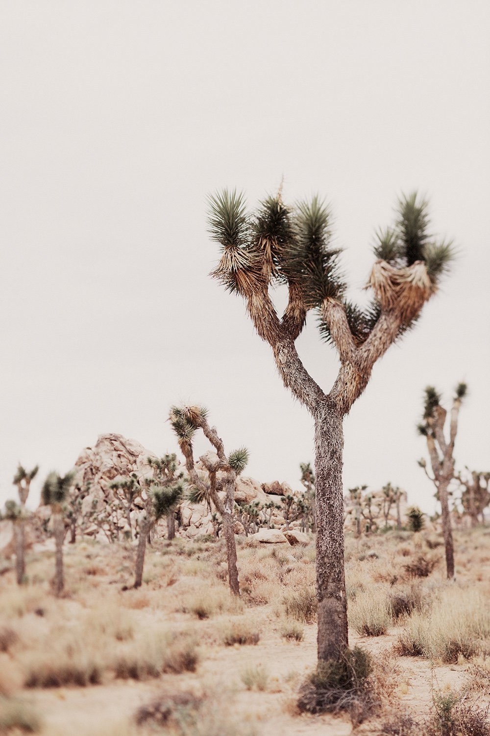 Stunning color photograph of Joshua Tree National Park, showcasing the iconic desert landscape with towering Joshua Trees against a vibrant sunset sky.