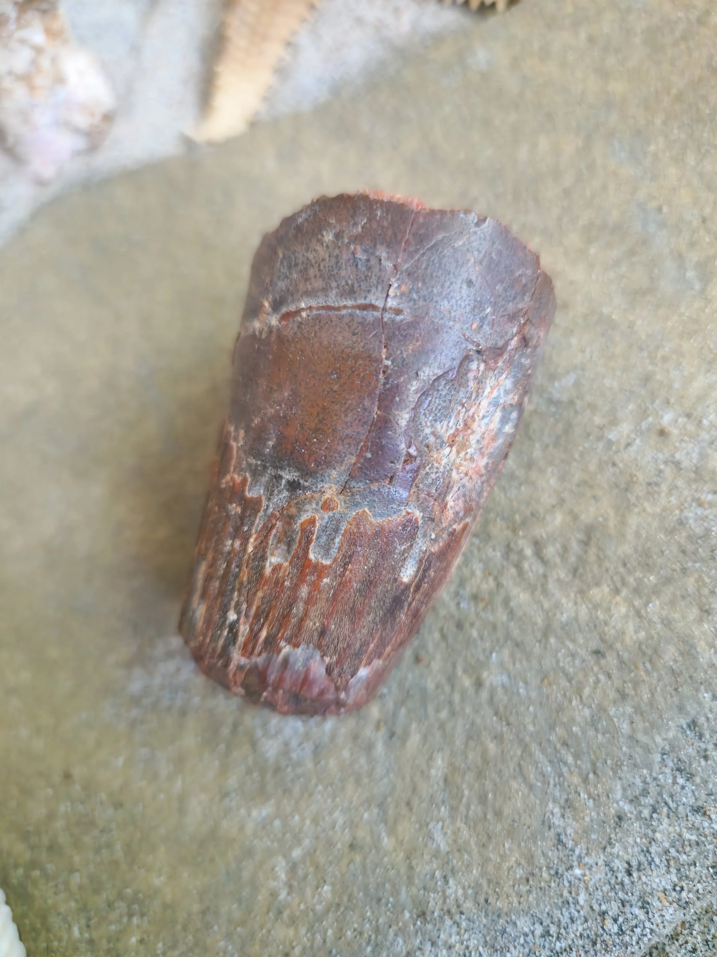 Spinosaurus aegyptiacus tooth 2 1/4 inches