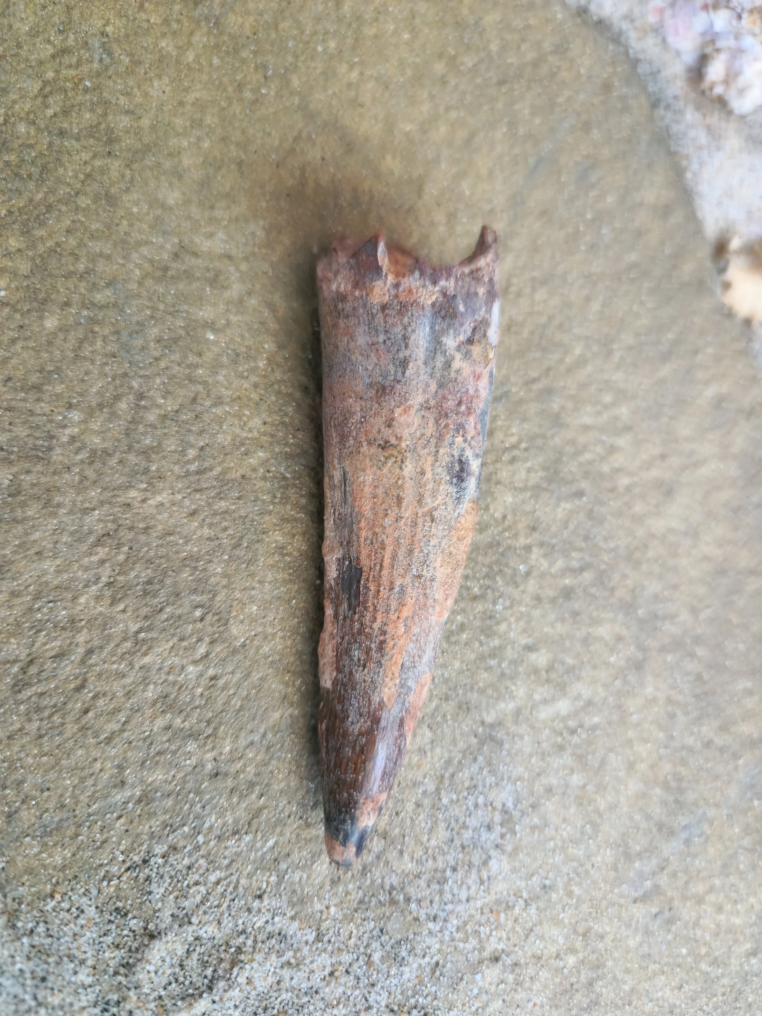 Spinosaurus aegyptiacus tooth 3 inches