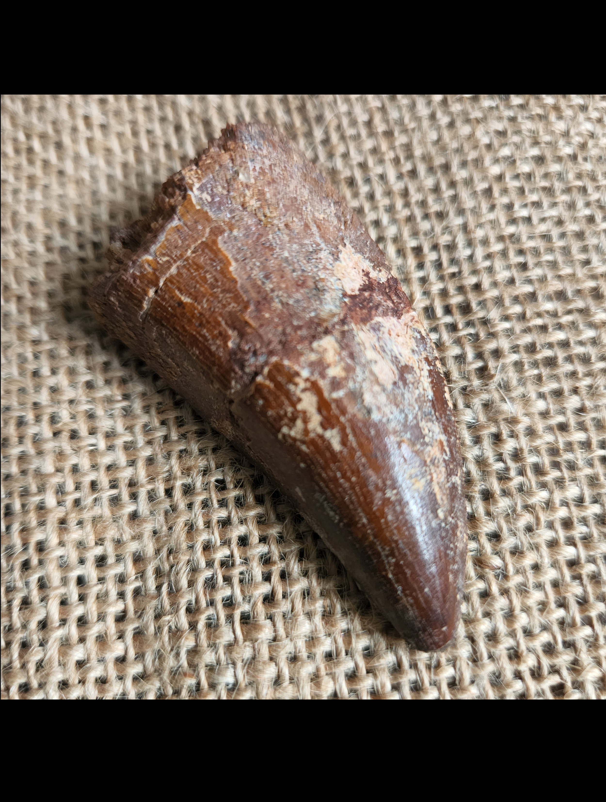 Carcharodontosaurus saharicus tooth - 2 1/8 inches