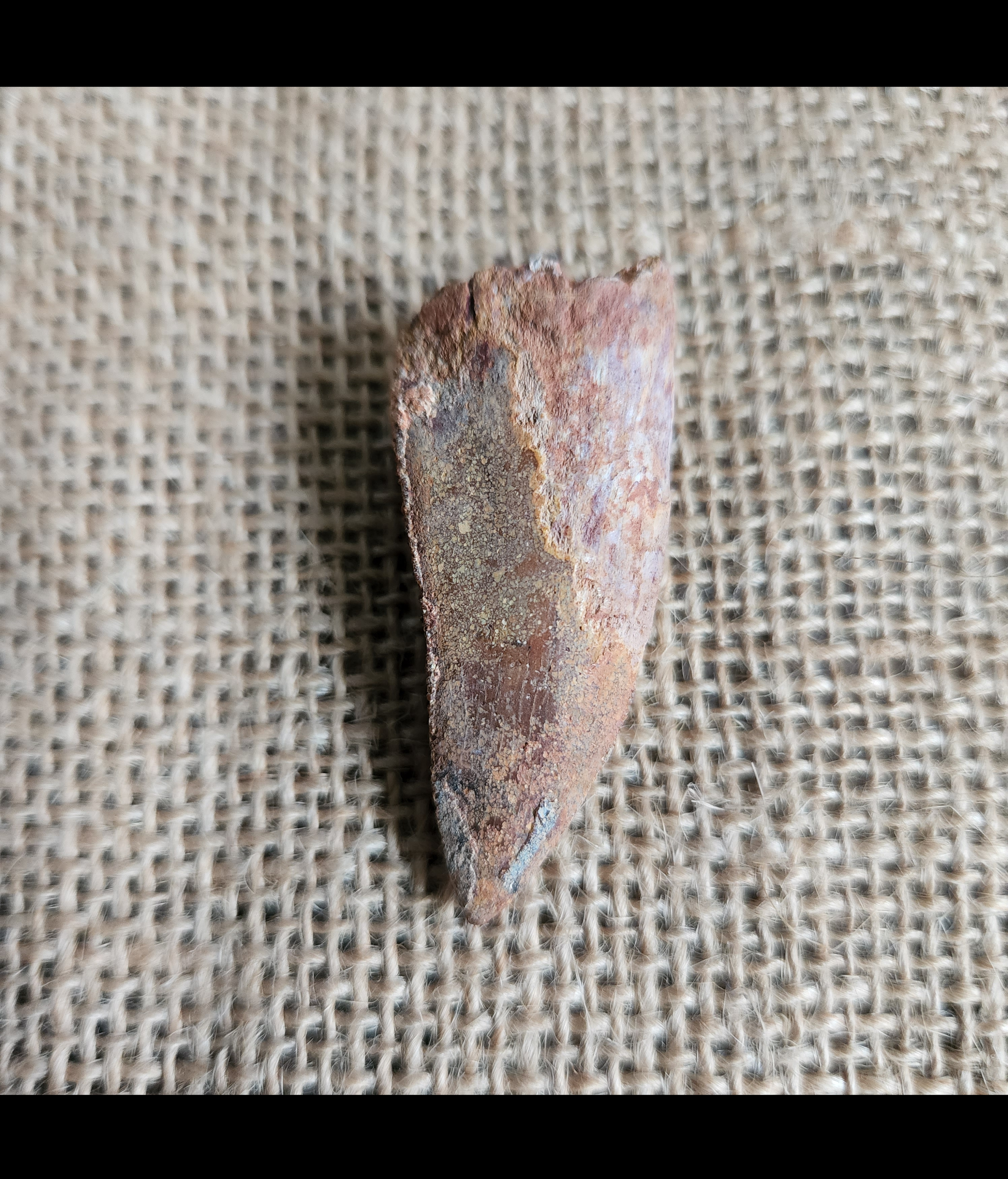 Carcharodontosaurus saharicus tooth - 1 3/4 inches