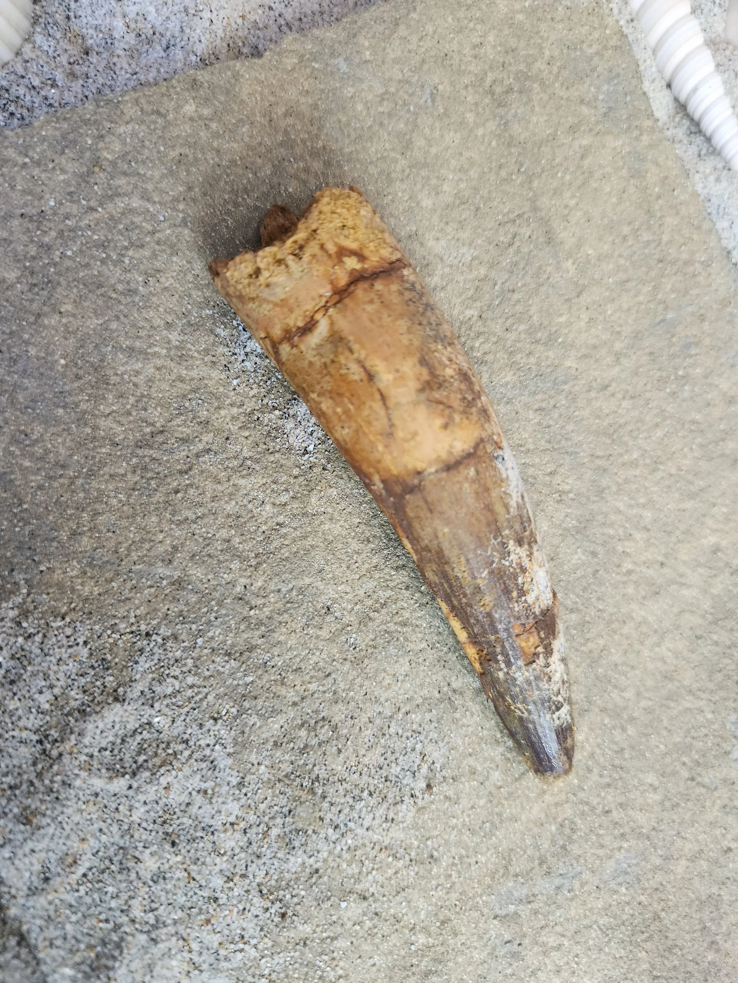 Spinosaurus egytacus tooth 3 3/4 inches