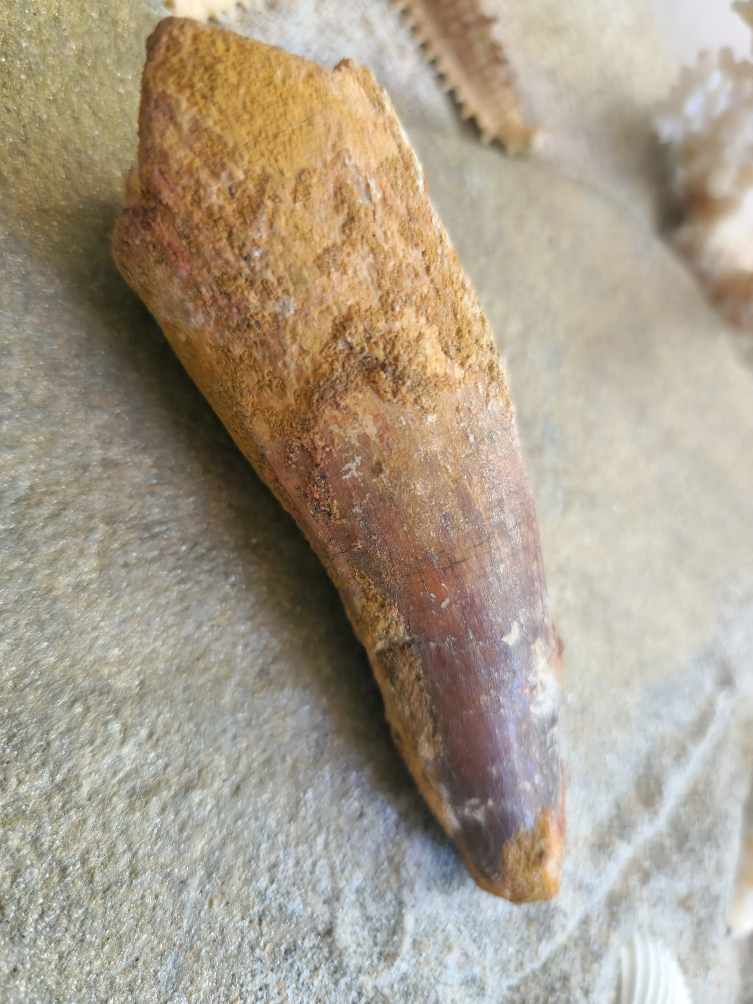 Spinosaurus aegyptiacus tooth 4 inchces