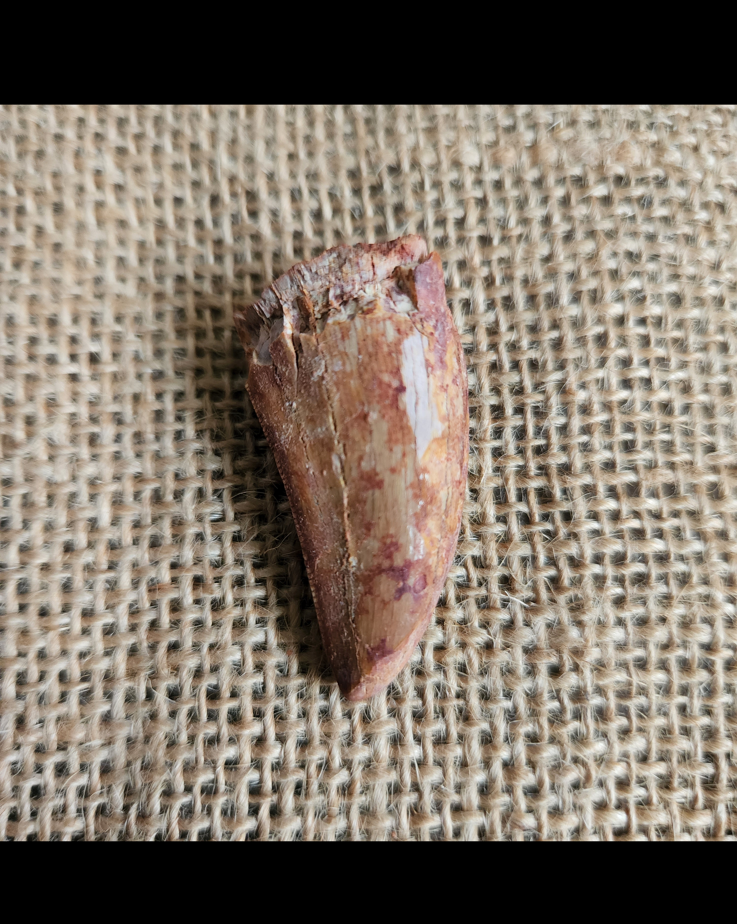 Carcharodontosaurus saharicus tooth - 1 3/8 inches