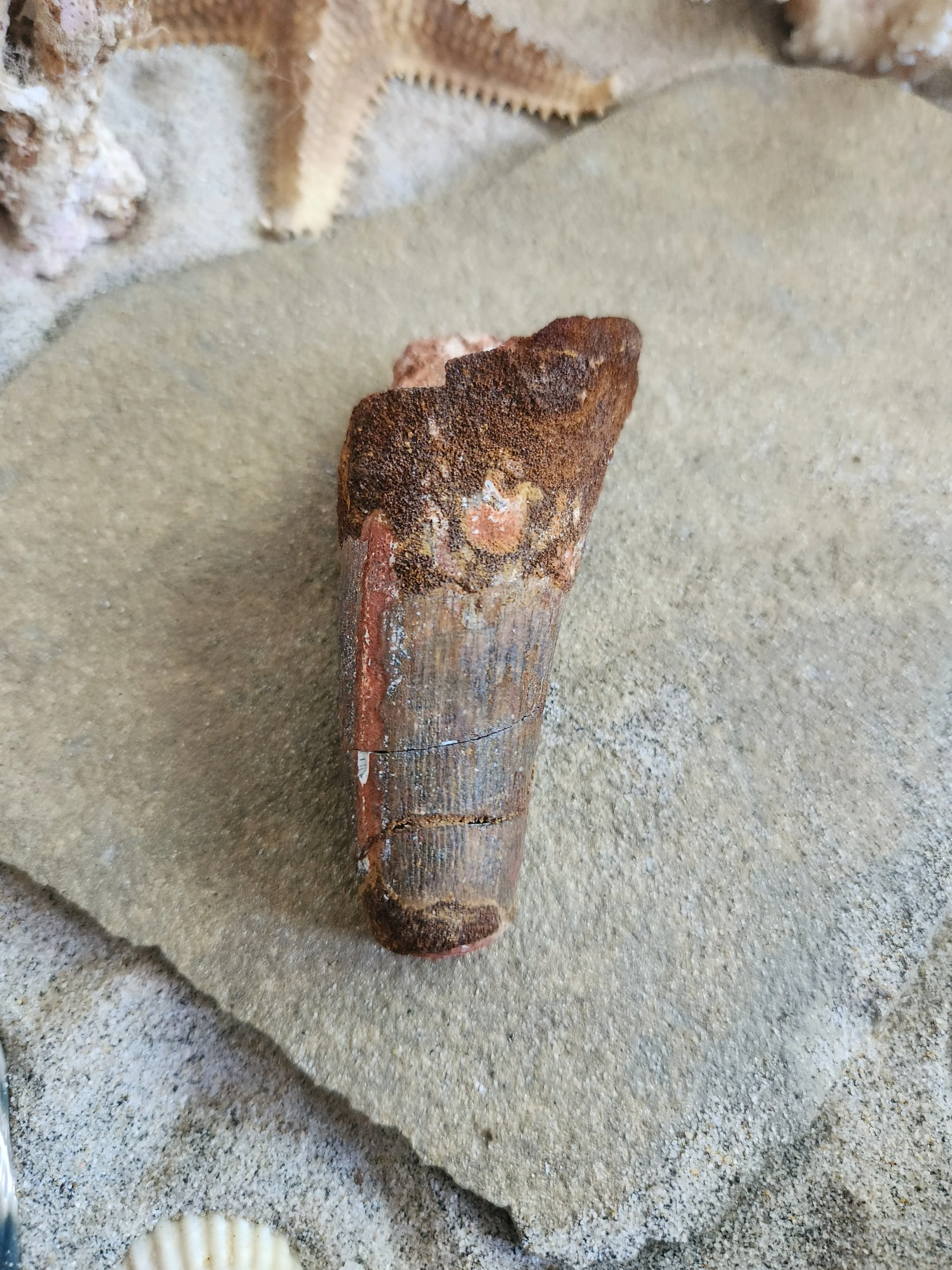 Spinosaurus aegyptiacus tooth 3 1/2 inches