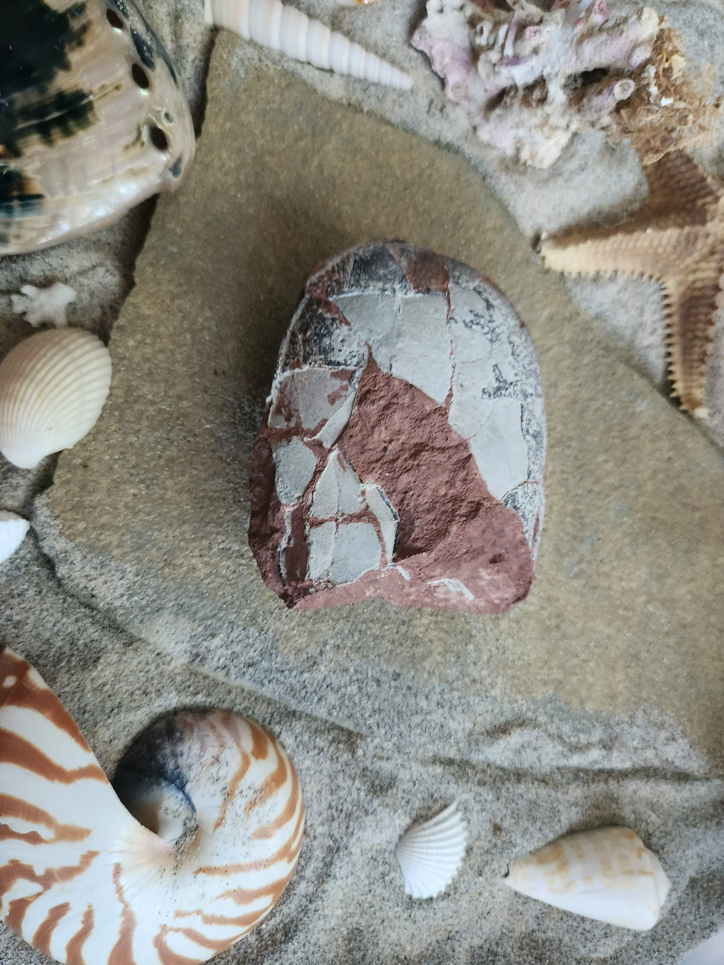 Partial Oviraptor Egg