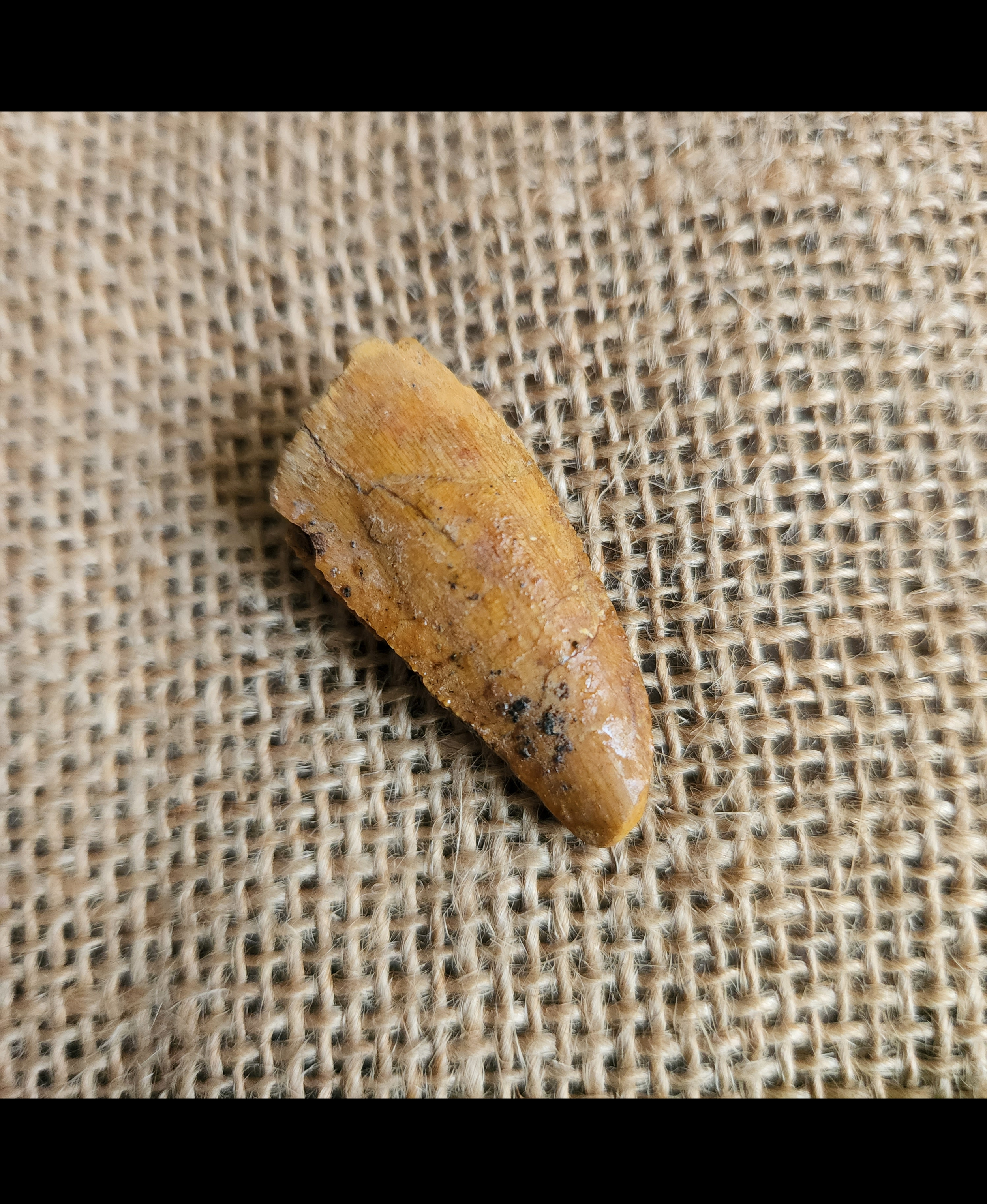 Carcharodontosaurus saharicus tooth - 2 1/6 inches