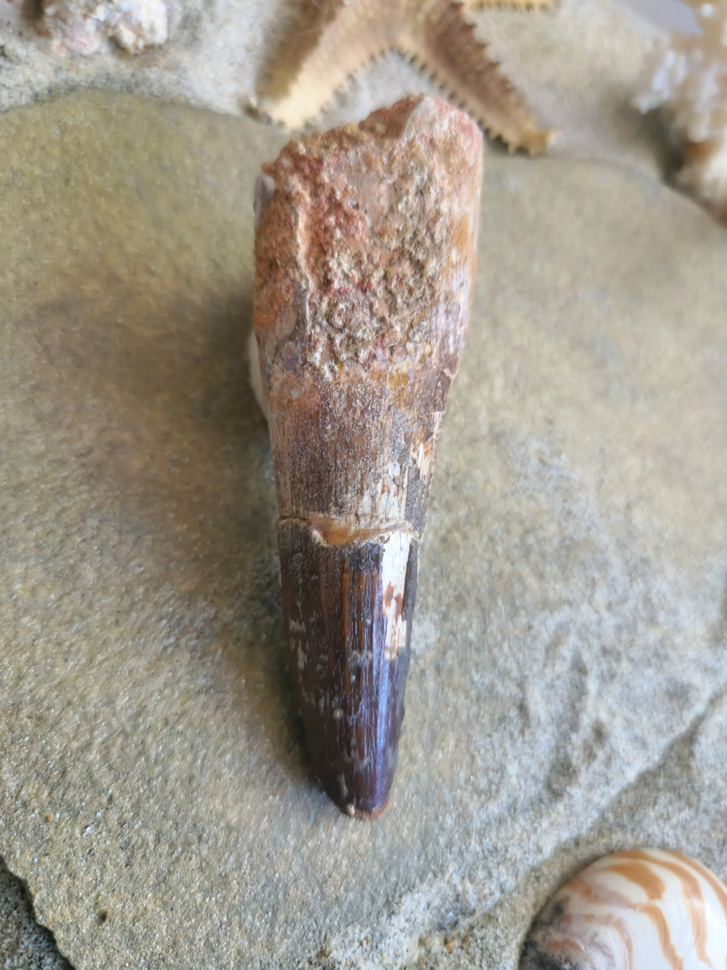 Spinosaurus aegyptiacus tooth 4 inches