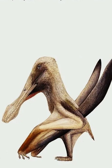 Siroccopteryx+moroccensis+01.jpg