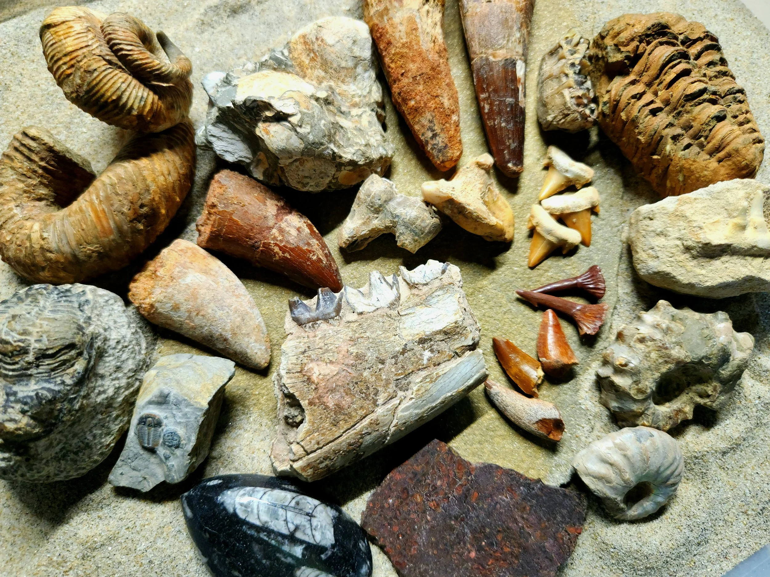 Collection of various fossils including ammonites, shells, and other prehistoric sea creatures on a sandy surface.