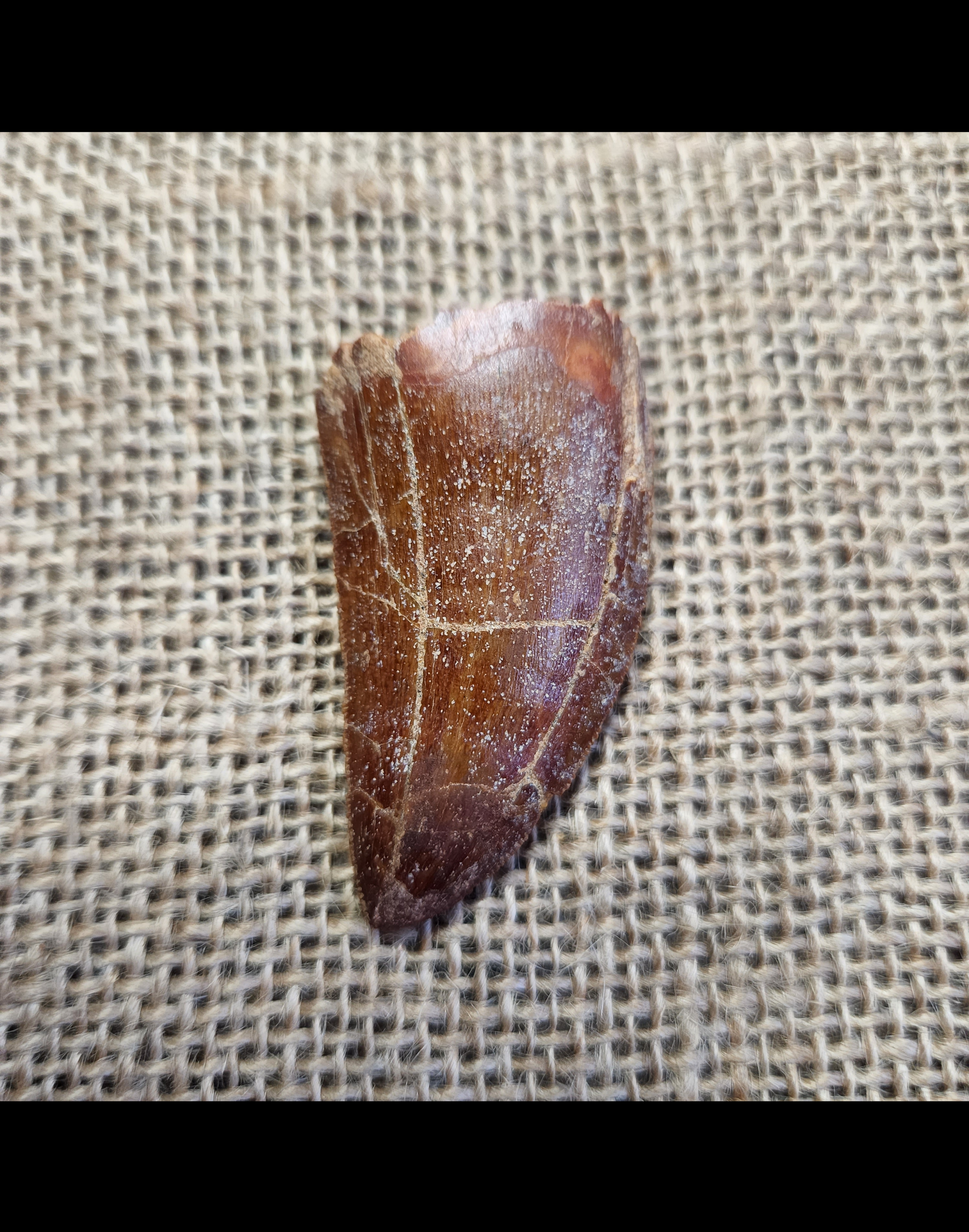 Carcharodontosaurus saharicus tooth - 2 inches