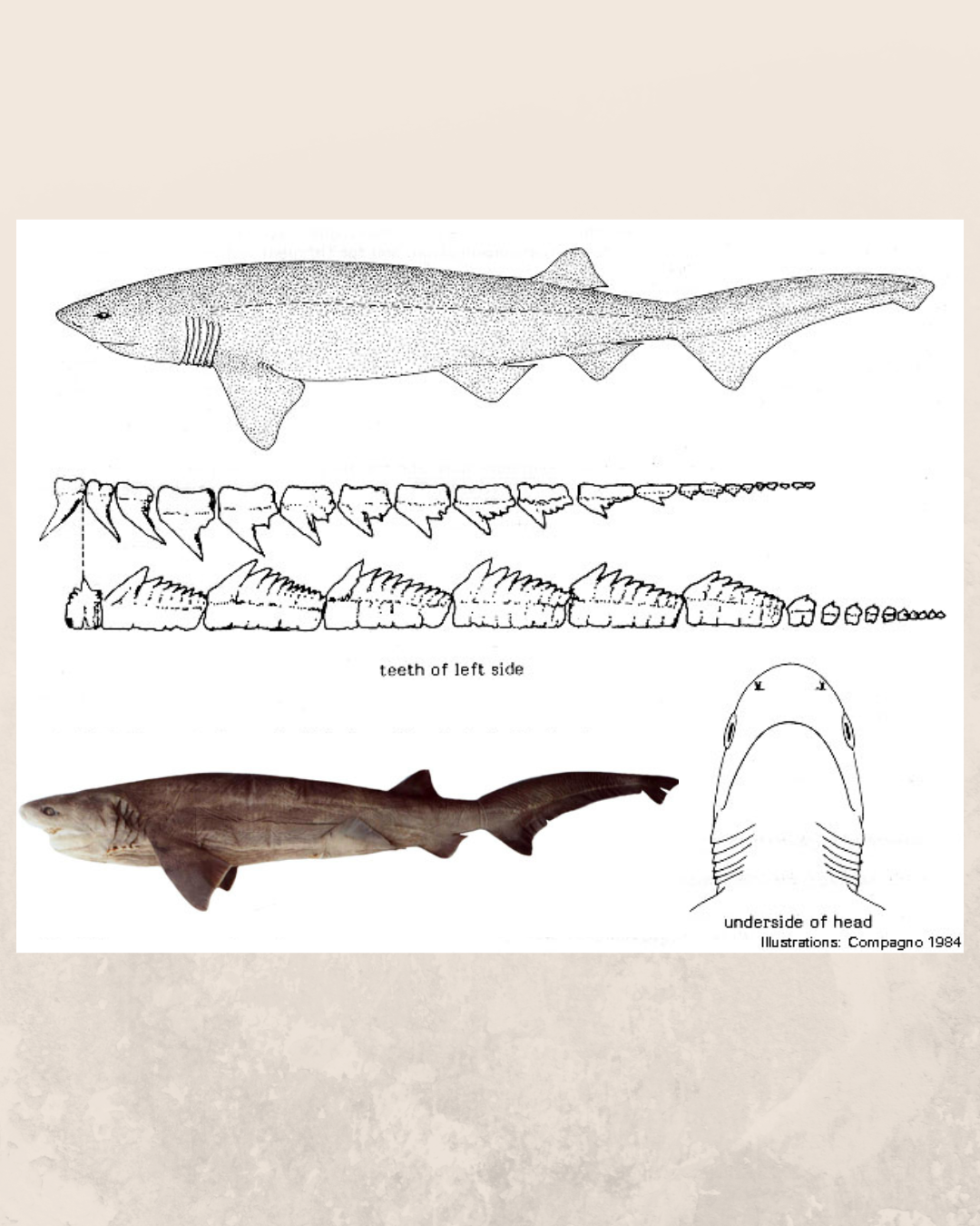Cow shark.png