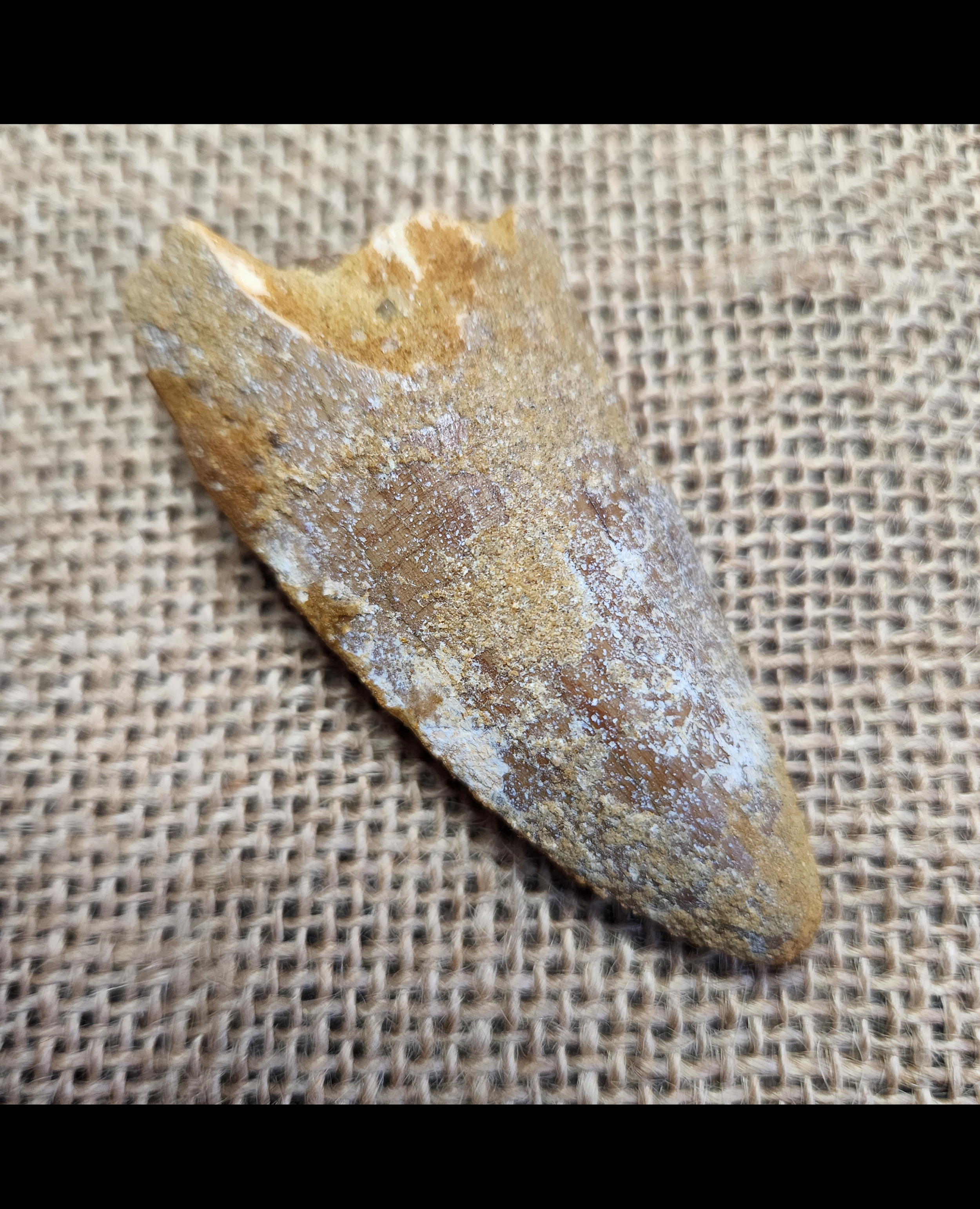Carcharodontosaurus saharicus tooth - 2 3/4 inches