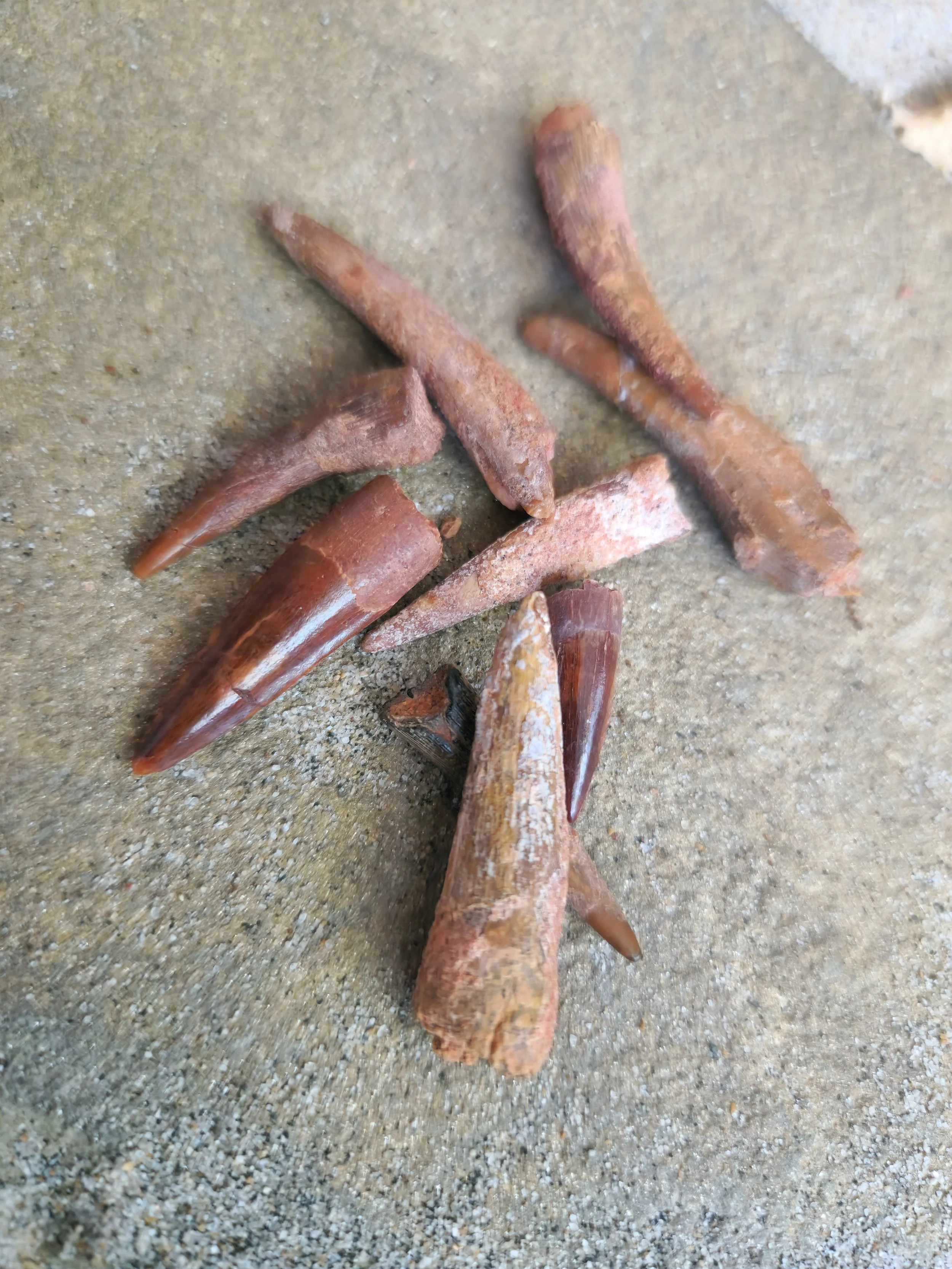 Siroccoteryx morocensis tooth