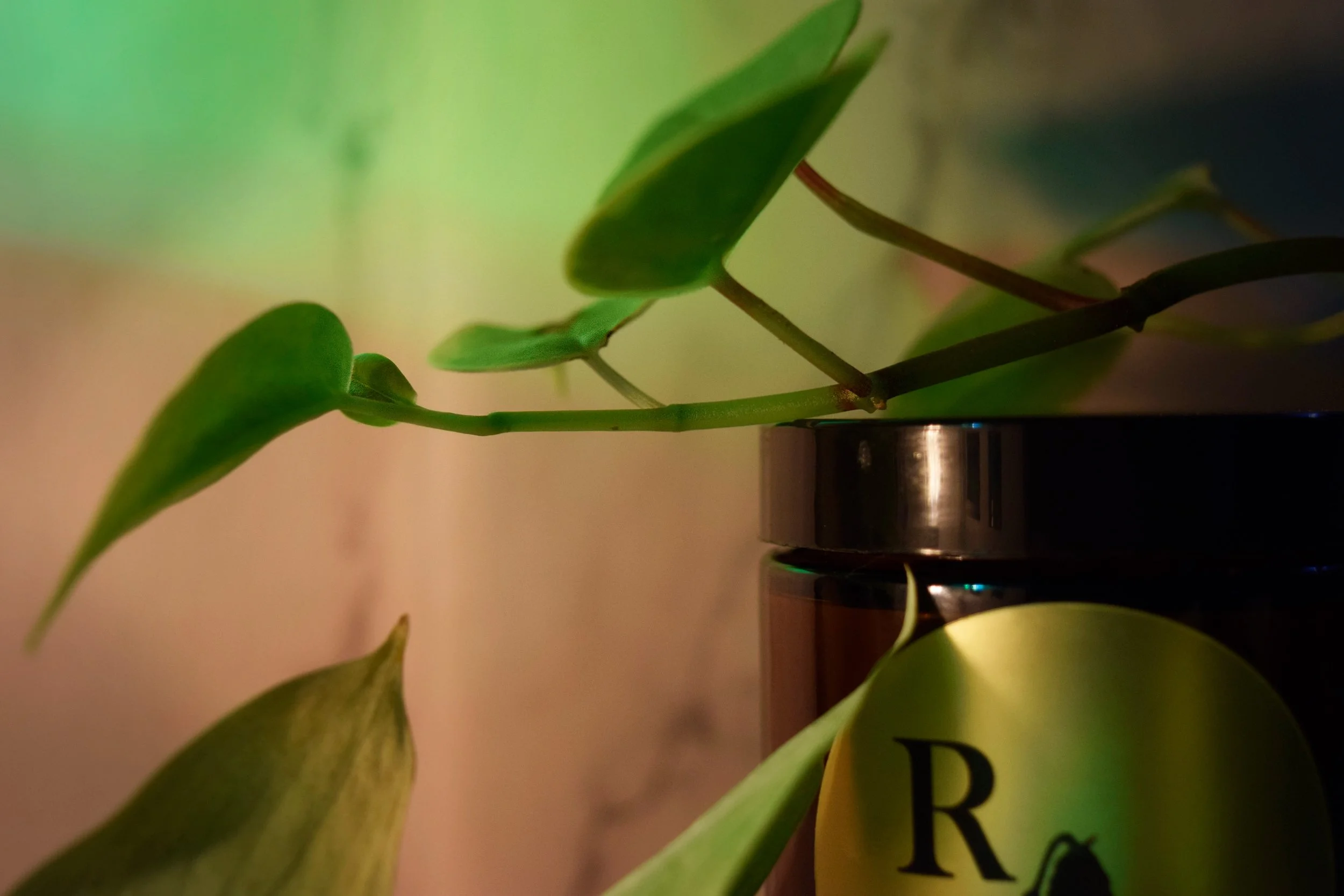 Bamboo & Basil Sugar Scrub