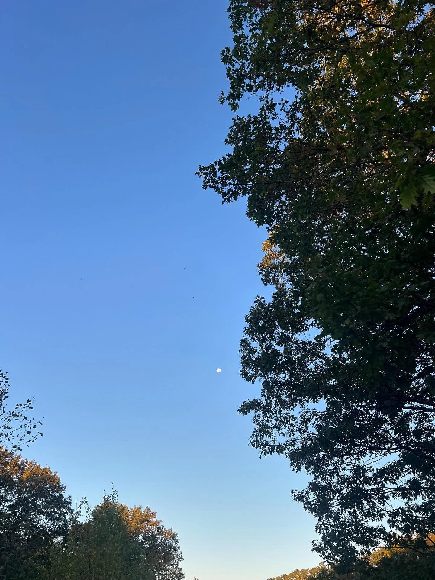 Just had an amazing reading with a woman who connects with animals &mdash; and it was such a humbling reminder of how natural that language is for me, too.

It&rsquo;s simple energy.
It&rsquo;s feeling into what is.
It&rsquo;s an intuitive gift I tru