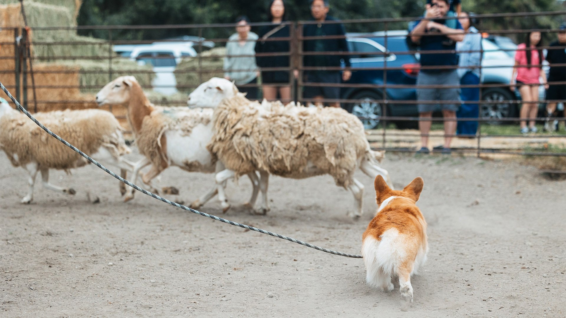 2026 PWCCSC Herding Instinct Test Recap