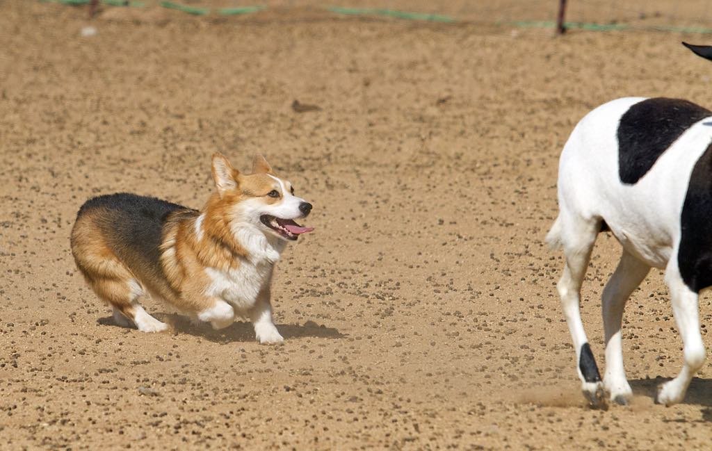herding tri pembroke welsh corgi