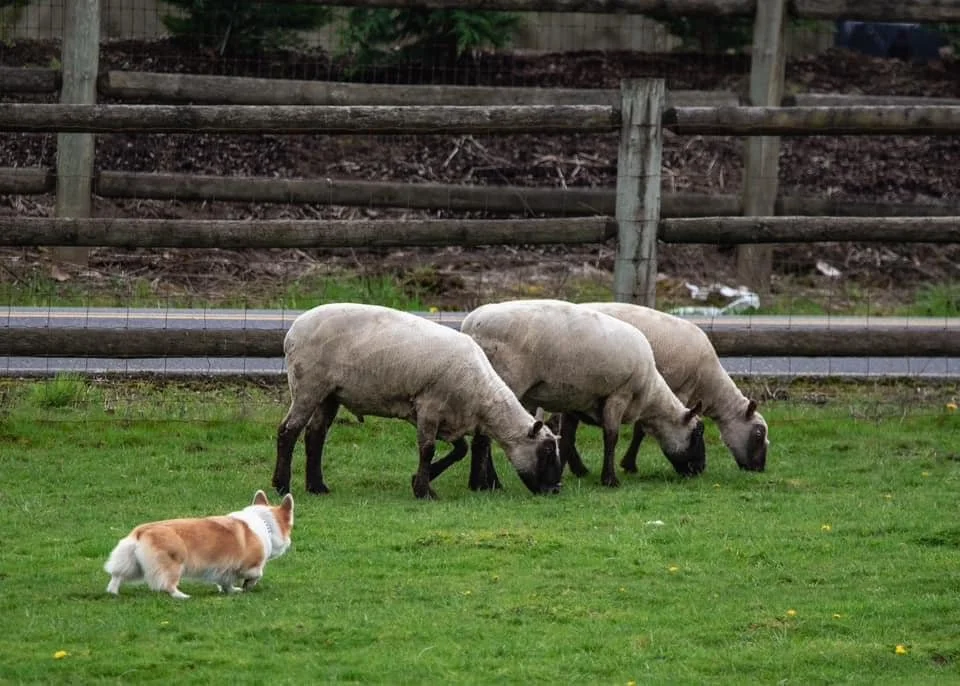 Diana Silver herding.jpg