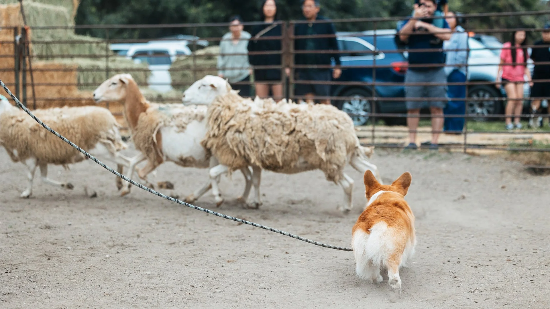 red pembroke welsh corgi with three sheep herding