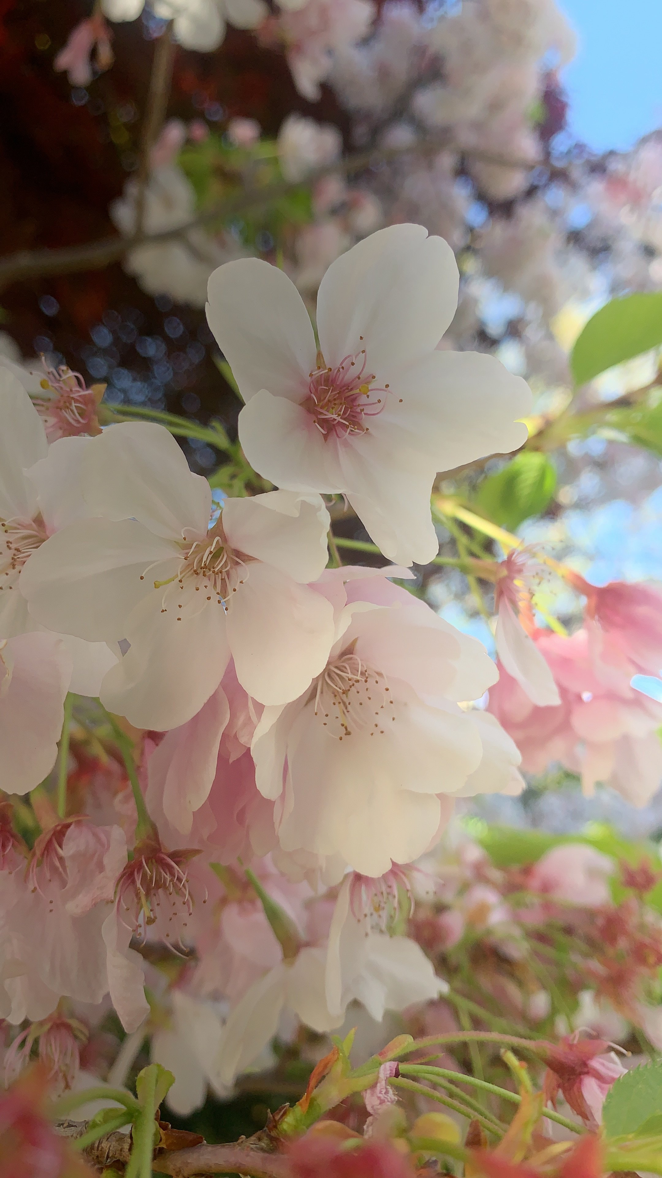 8 Internal Family Systems (IFS) Guided Meditations