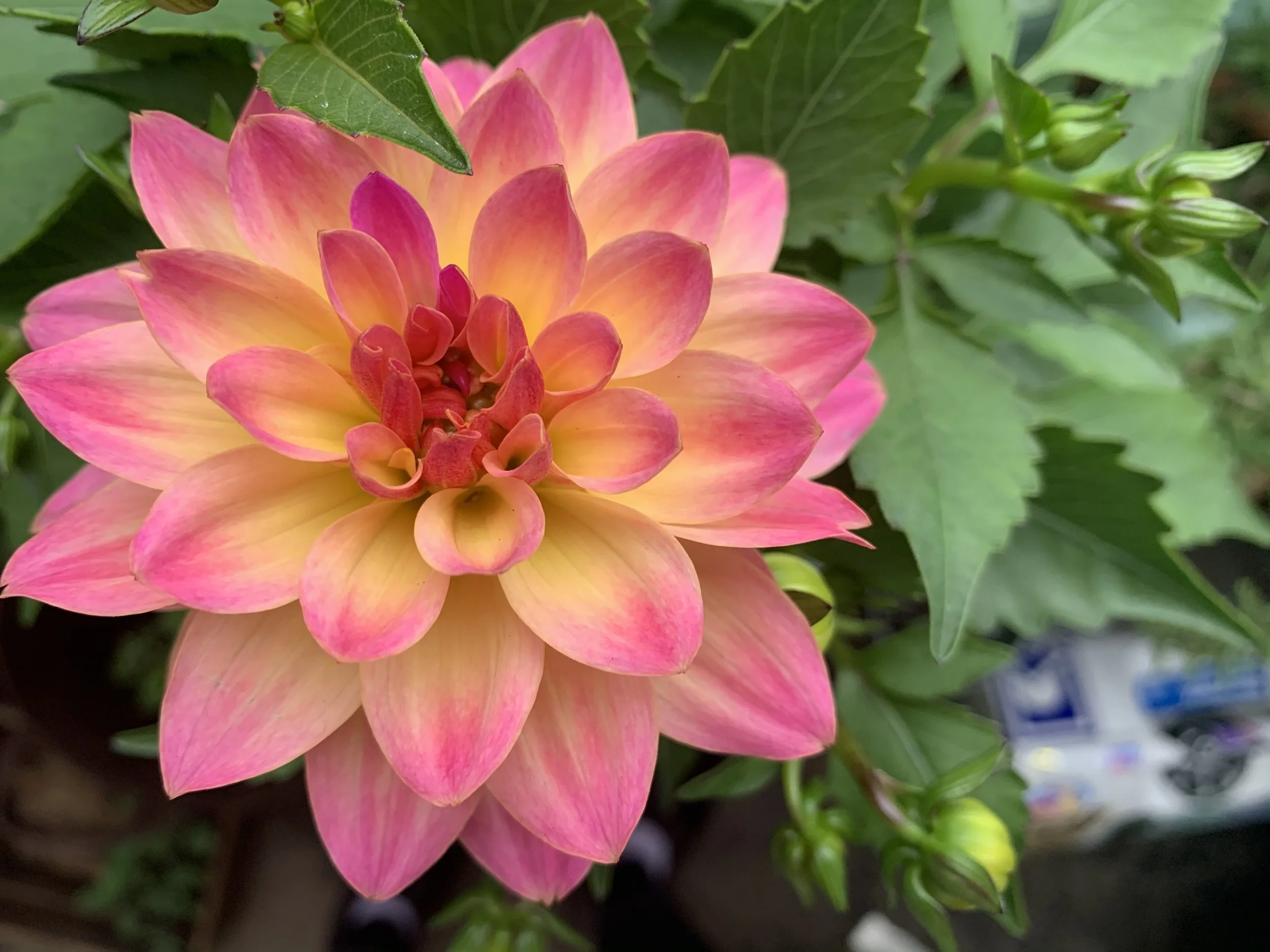 6 Internal Family Systems (IFS) Book Recommendations