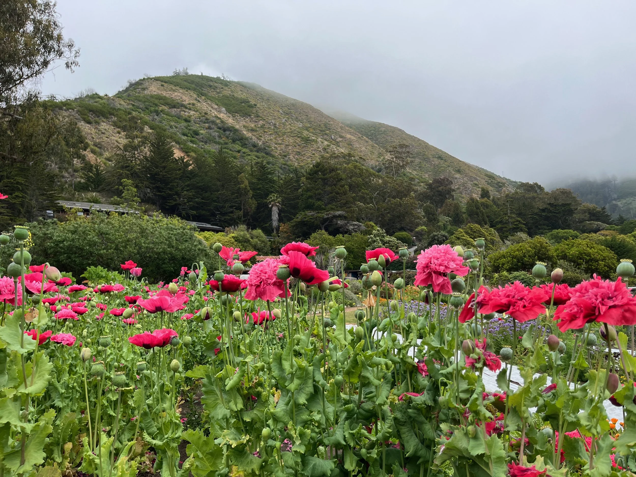 6 Books on Asian American Mental Health 