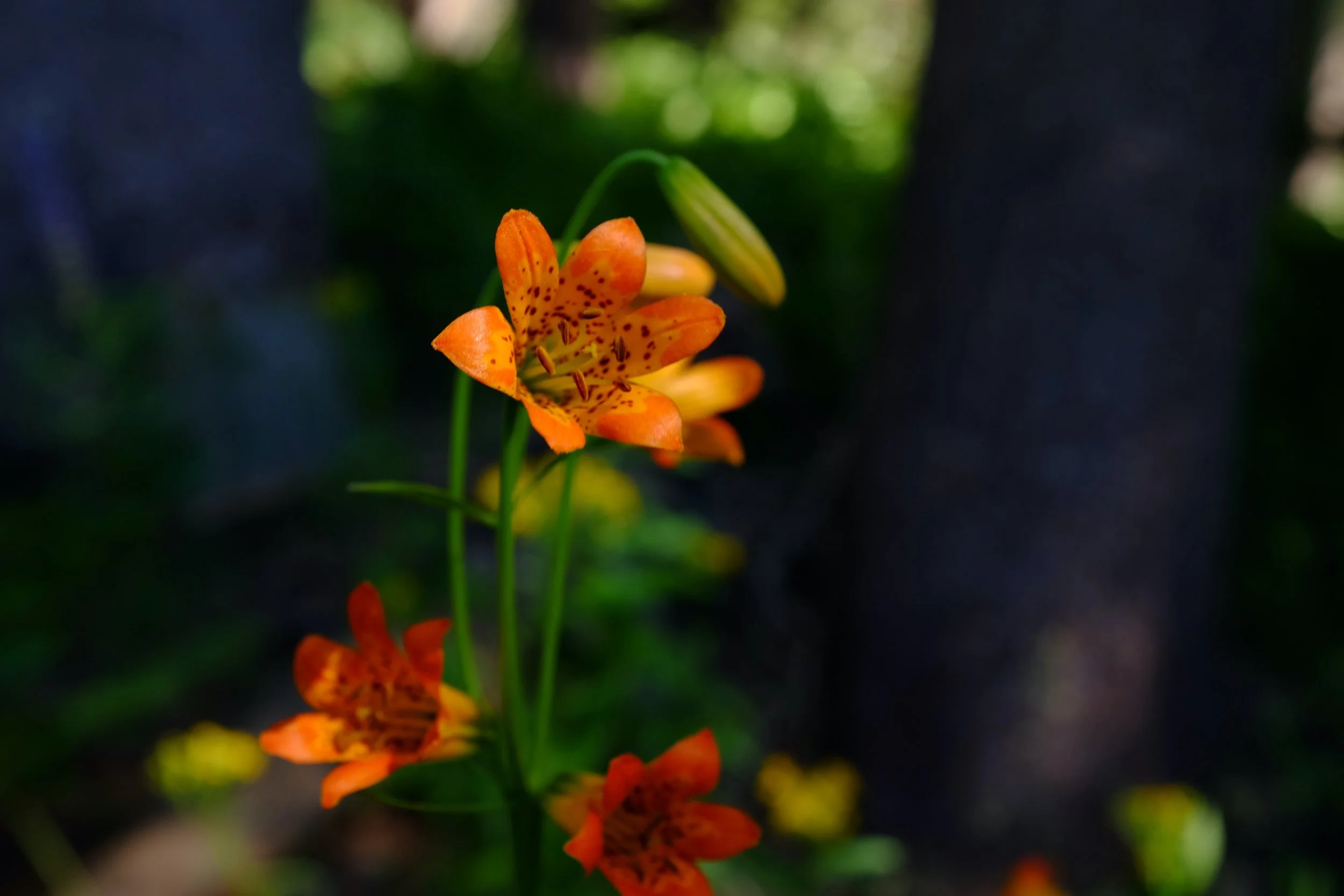 The 6Fs of Internal Family Systems: Befriend Your Inner World