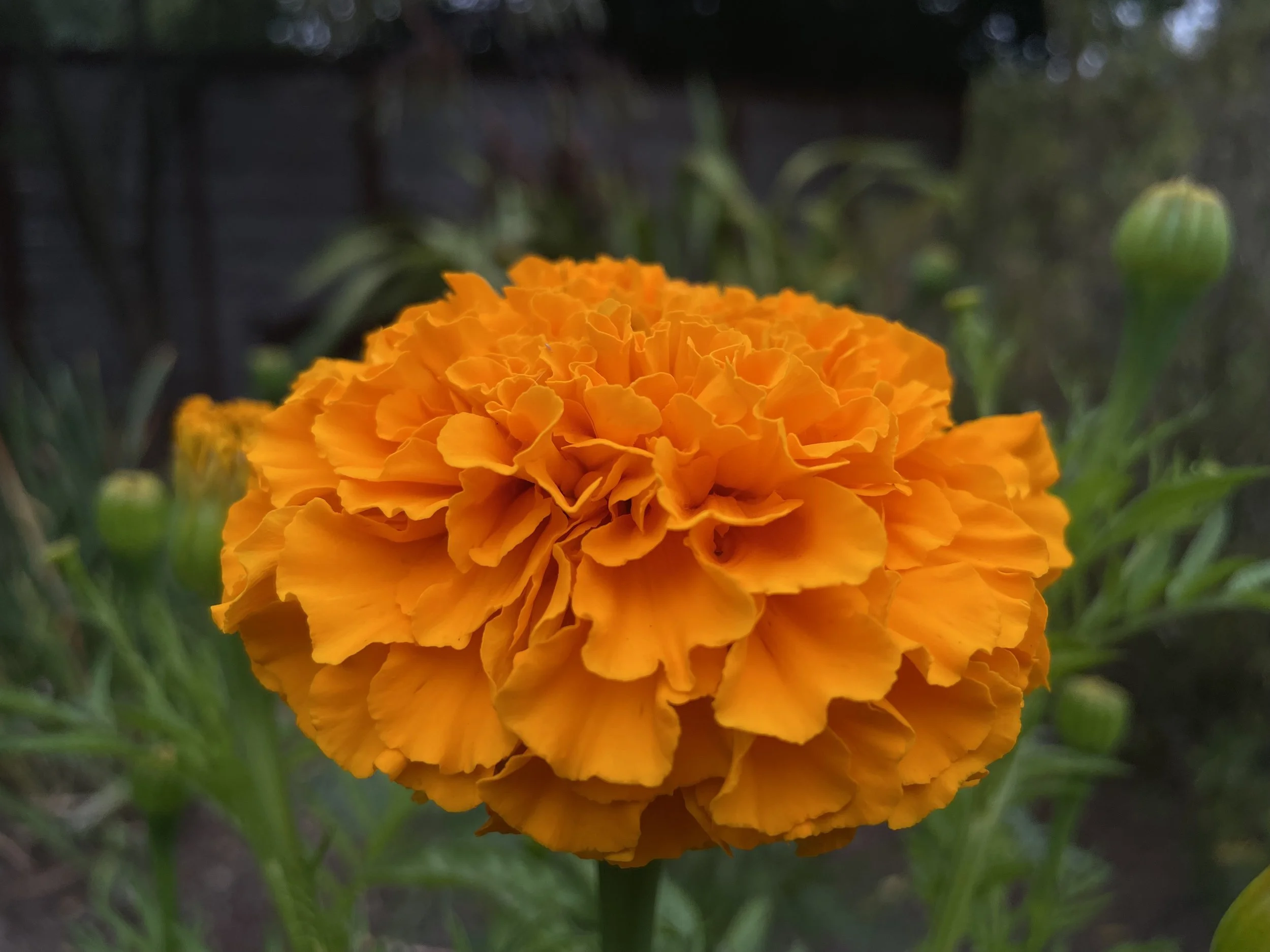 A Neurodivergent Friendly Guide to the 6Fs of Internal Family Systems