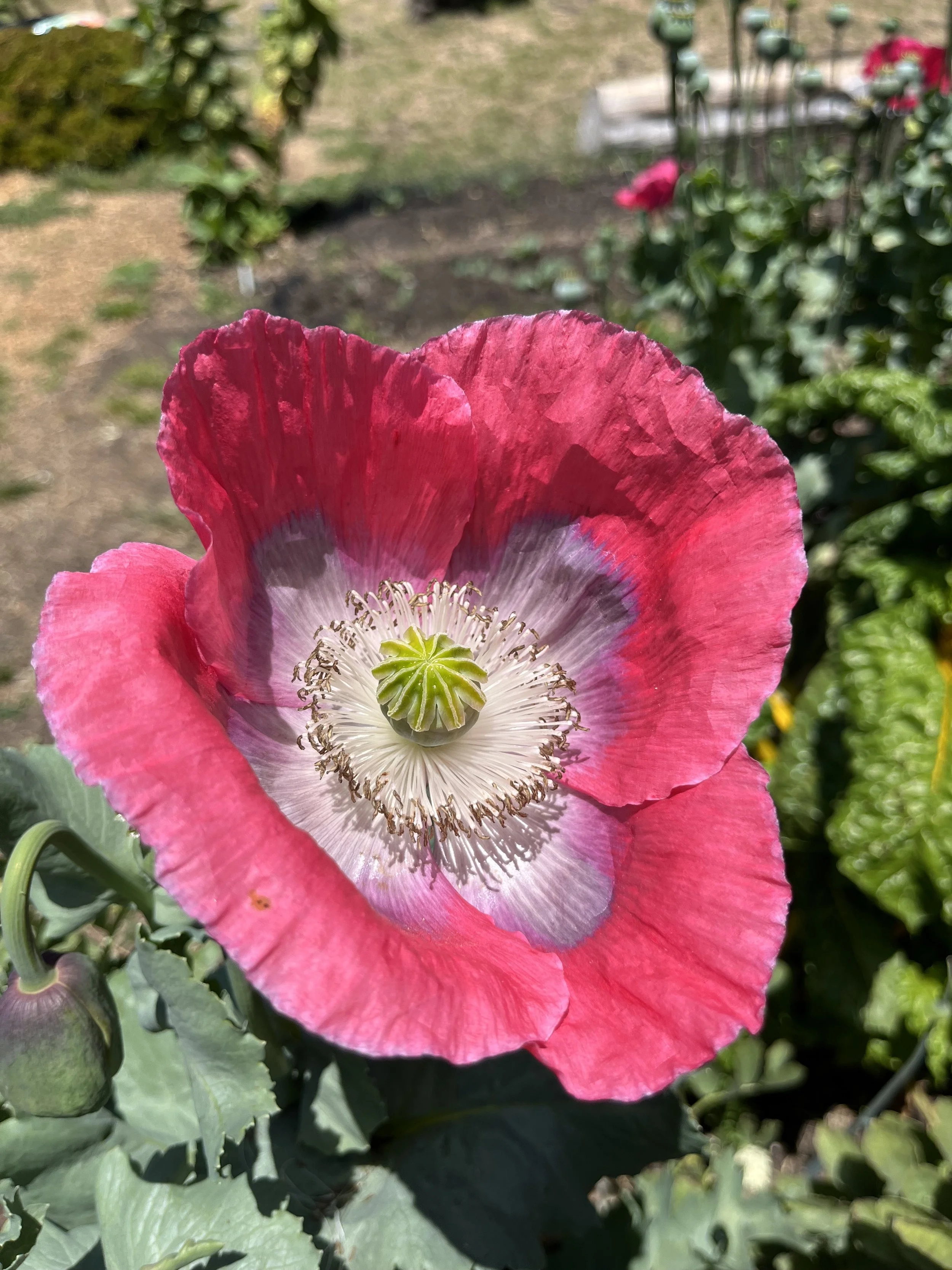 Mind-Body Resources for Pelvic Pain