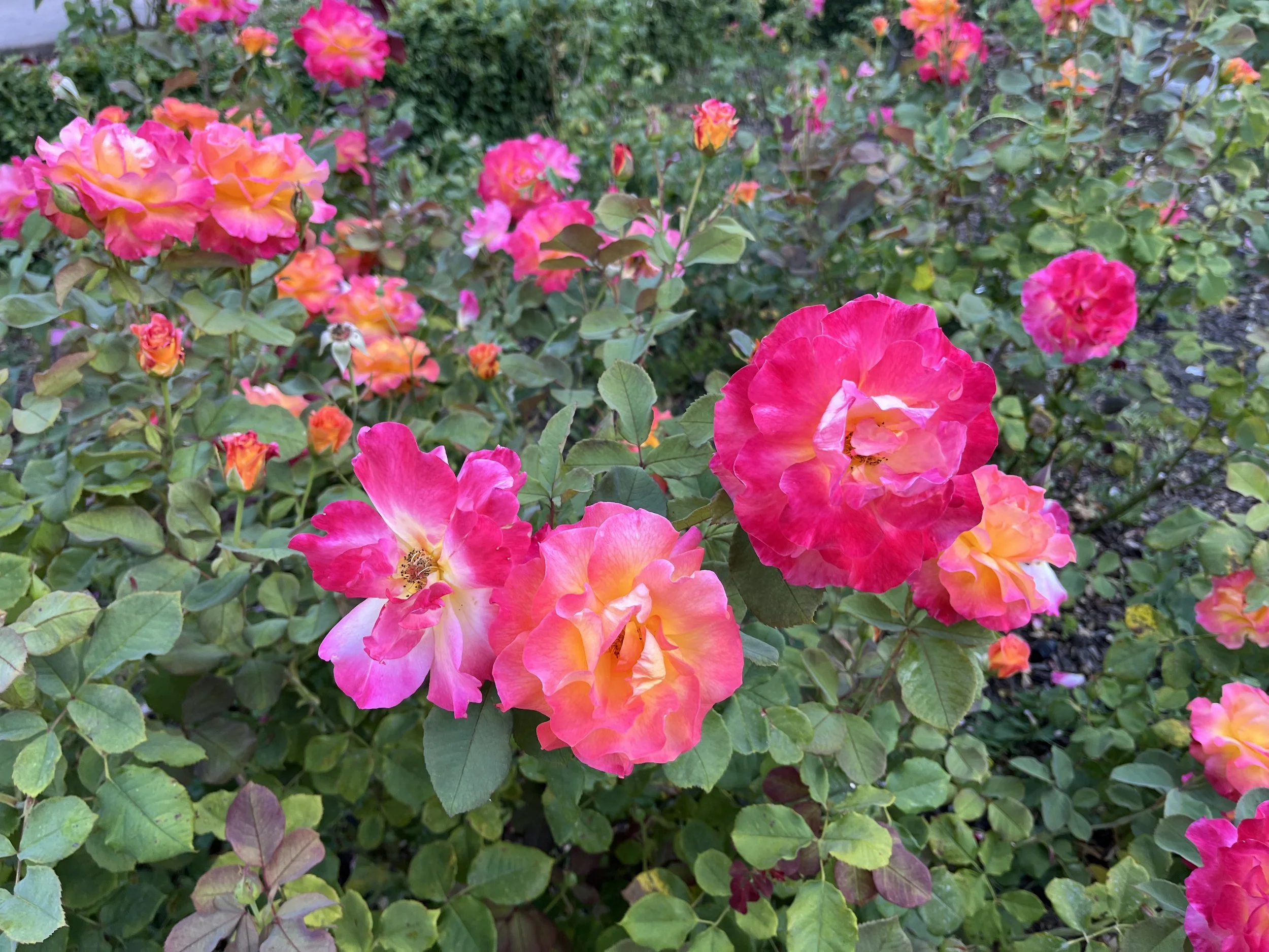 All About Neuroplastic Pain 