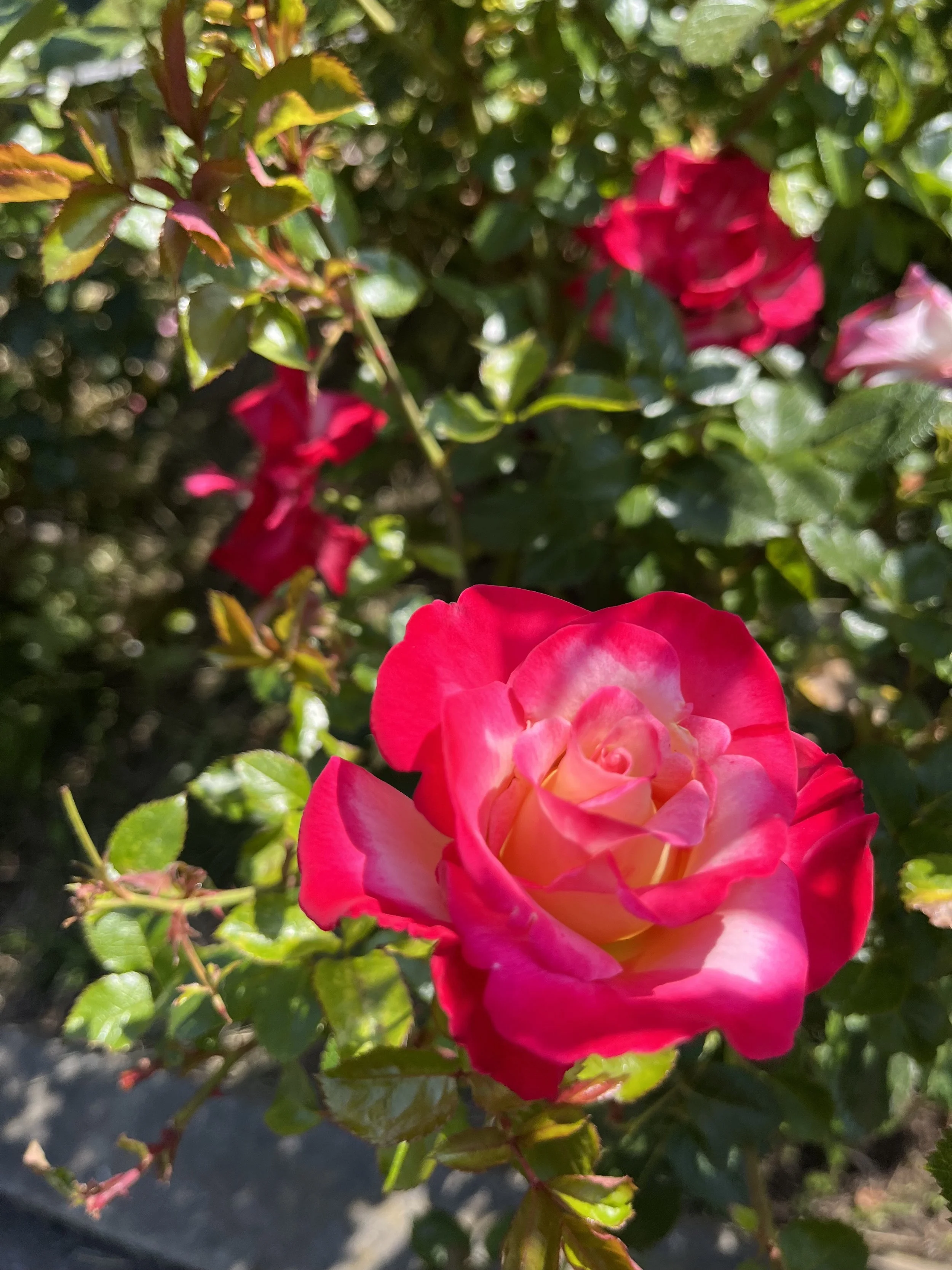 Gut-Directed Hypnosis for IBS