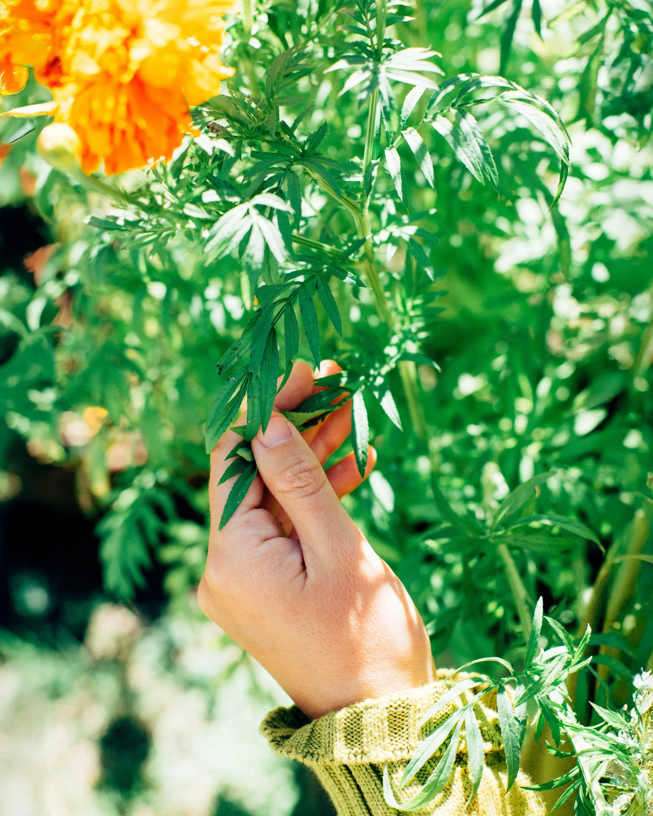 Marigold plant