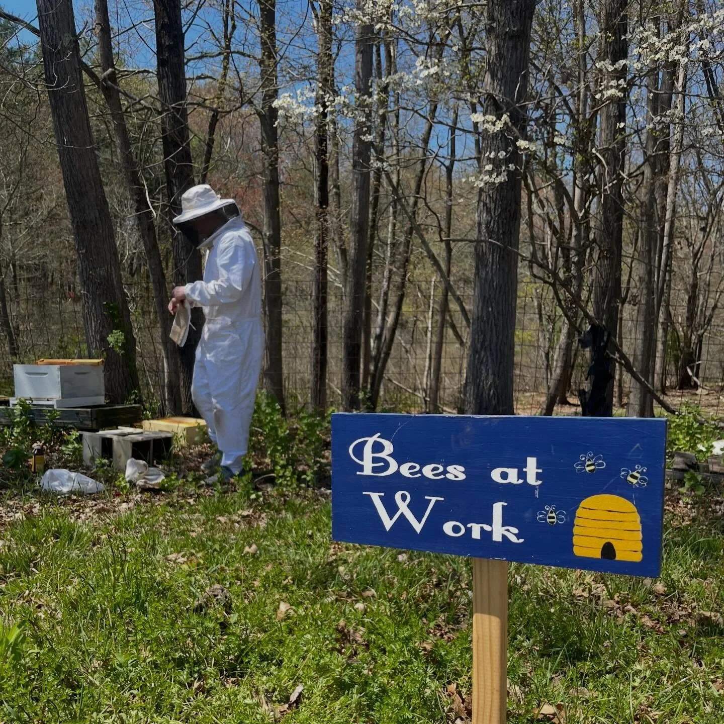 The 2026 bee season has officially begun at Natick Community Organic Farm! Over the next few days, the bees will settle in and learn their new home, gearing up to help bring bigger blooms, fruits &amp; vegetables. Over the next week or so, their regu