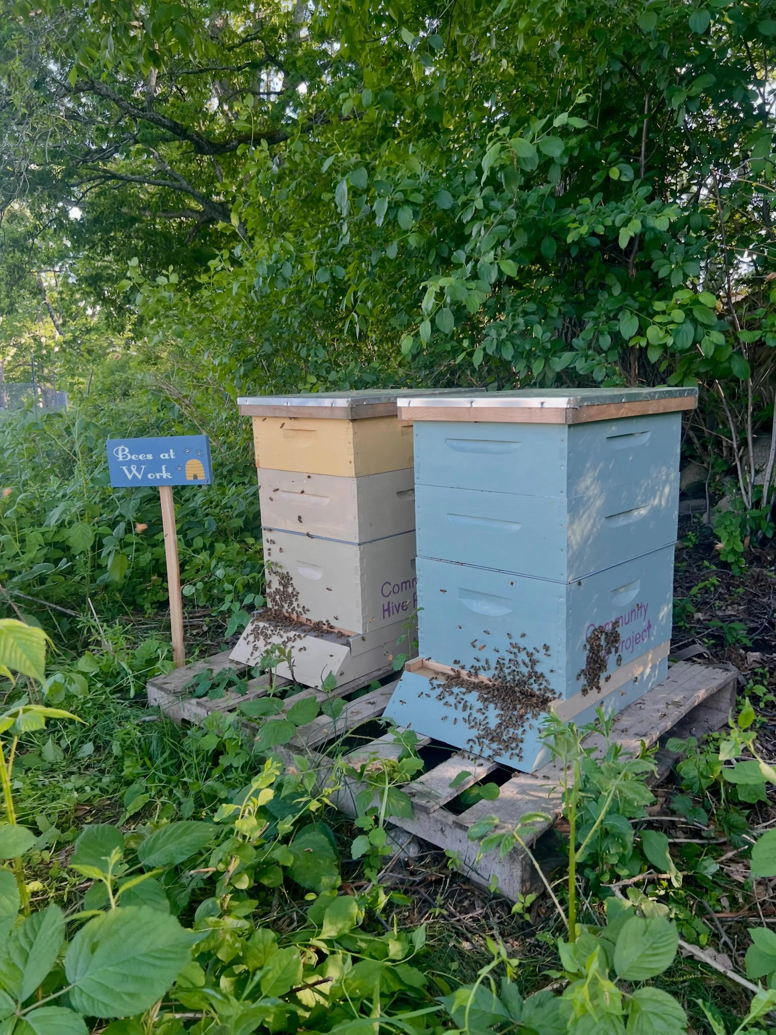 The bees are buzzing and thriving in their colorful new homes at @codmancommunityfarms ! These four hives are helping support pollination across the farm all season long. Stop by Codman this summer to see these busy little workers in action. 🌻