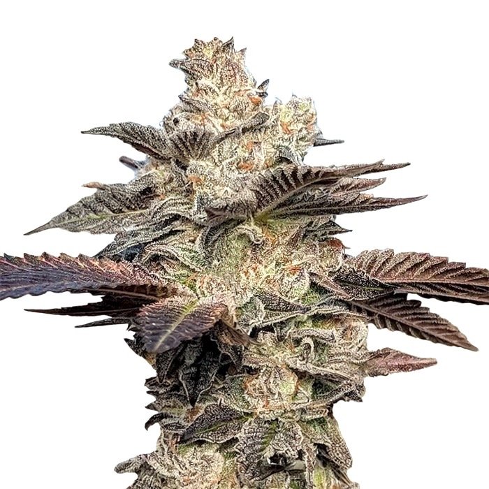 For cannabis enthusiasts seeking a luxurious, flavorful experience, Cookies N Cream x Gelato 41 offers a perfect balance of taste, potency, and versatility.