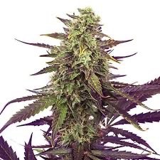 Cannabis strain for relaxation and euphoria