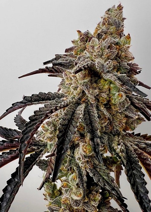The CoCo PuFFs cannabis strain is a delightful hybrid celebrated for its distinctive flavor, appealing aroma, and versatile effects.
