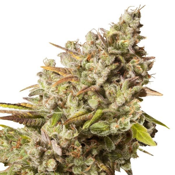 Royal Gorilla Cannabis Strain: Everything You Need to Know