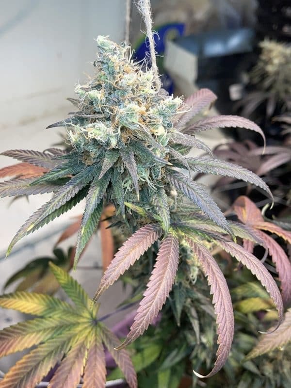 Blue Dream x Purple Punch: The Perfect Harmony of Uplift and Relaxation