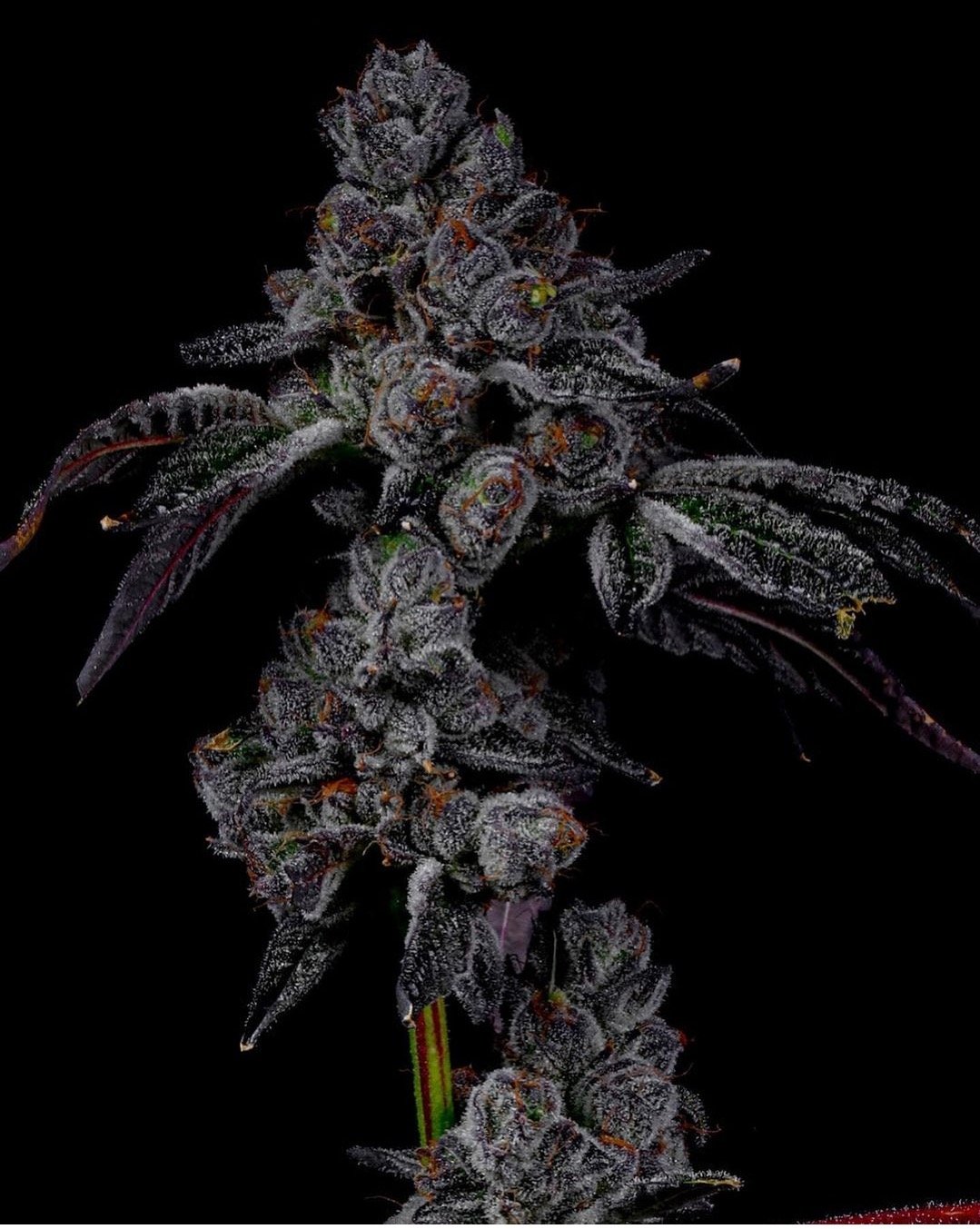Rainbow Belt x Lemon Cherry Gelato: A Sweet and Tangy Cannabis Delight