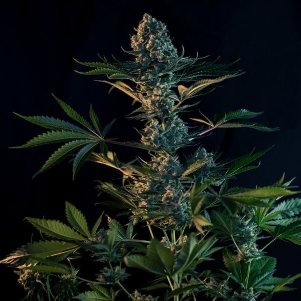 Explore the Royal Gorilla cannabis strain, with high THC content, euphoric effects, and soothing body relaxation. Perfect for stress, pain relief, and insomnia.