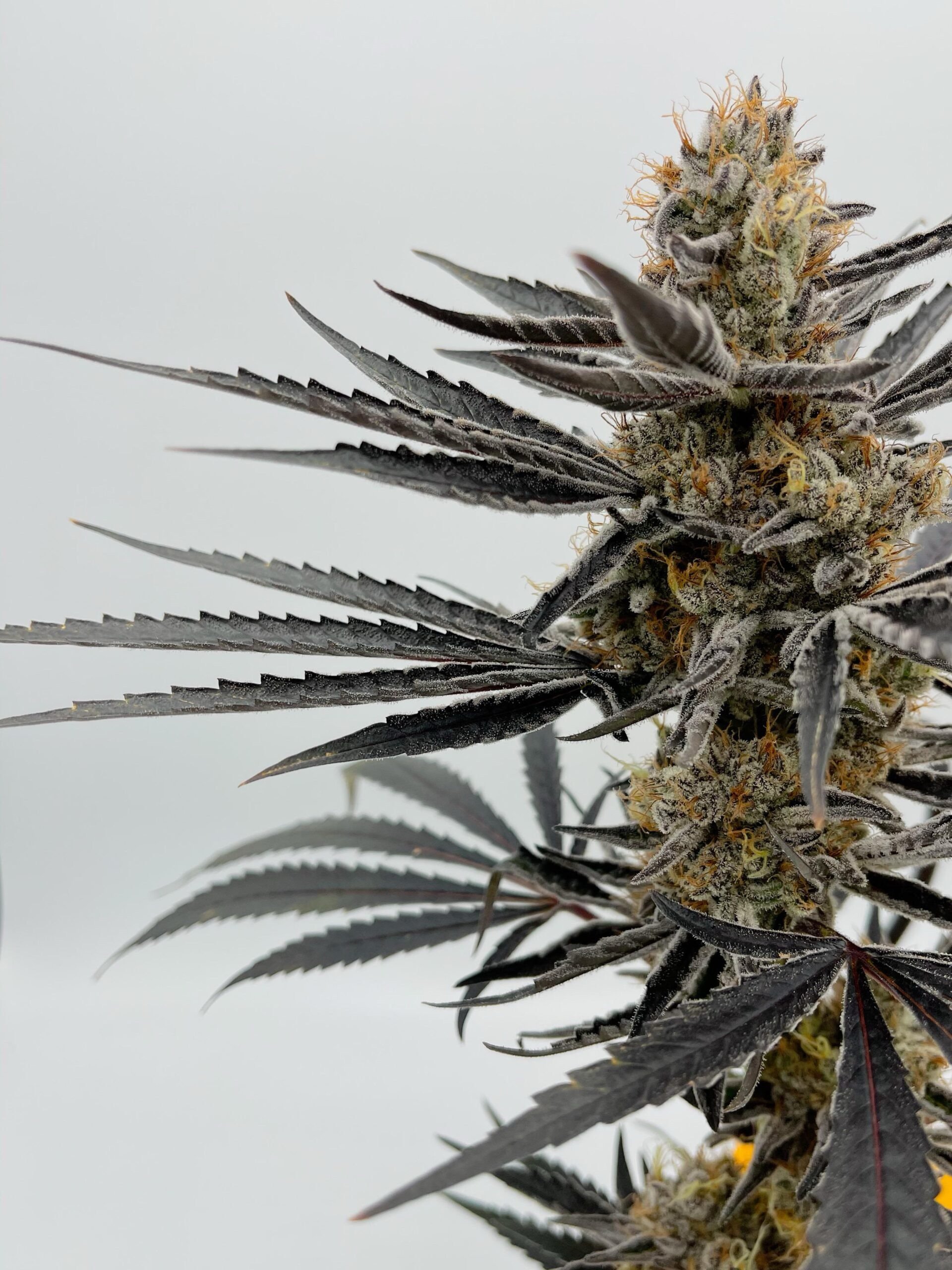 King Sherb: A dessert-inspired hybrid that delivers relaxation and euphoria in every puff.