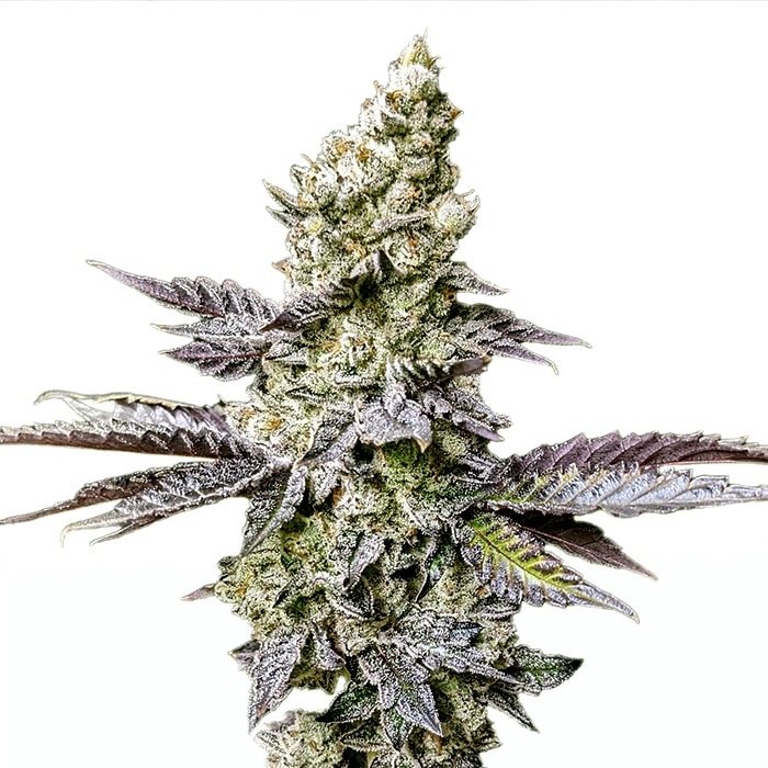 Cookies N Cream x Gelato 41 Cannabis Strain: A Luxurious Blend of Sweetness and Potency