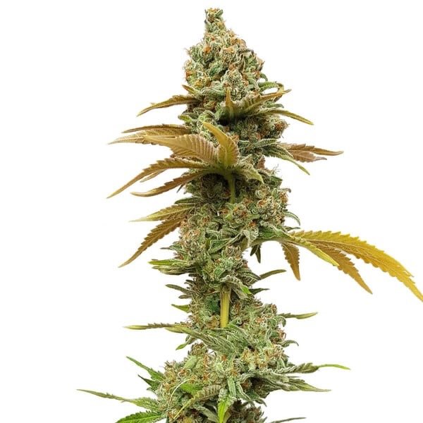 Special Queen Cannabis – Balanced Hybrid | Uplifting, Relaxing Effects & Sweet Flavor