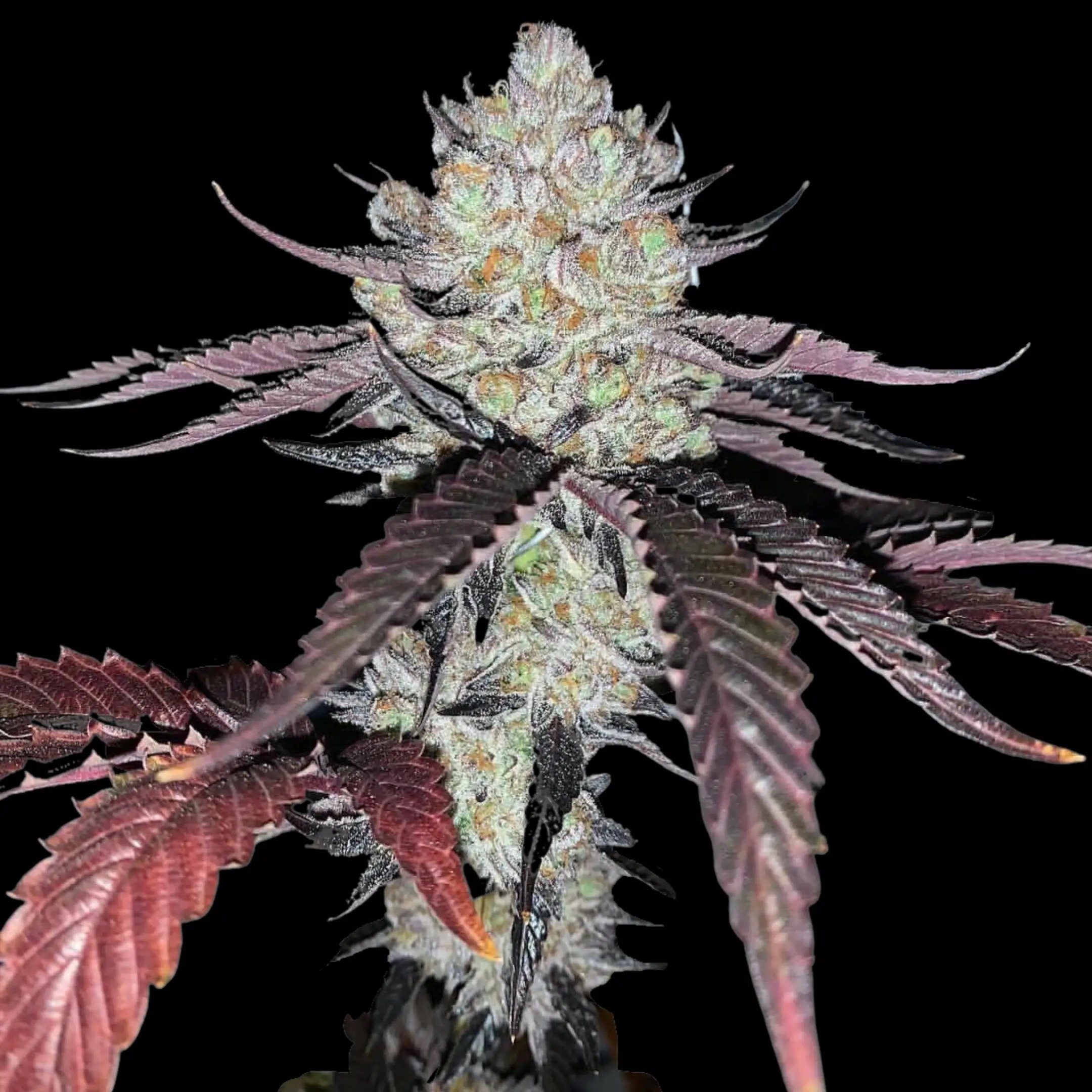 Marshmallow OG: Sweet, soothing relaxation with every puff.